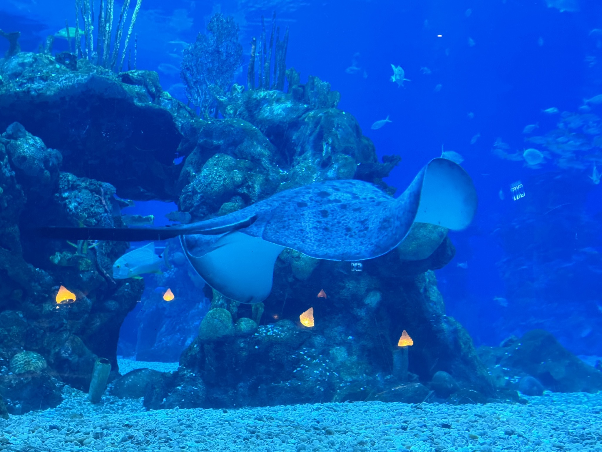 Coral Reef Restaurant