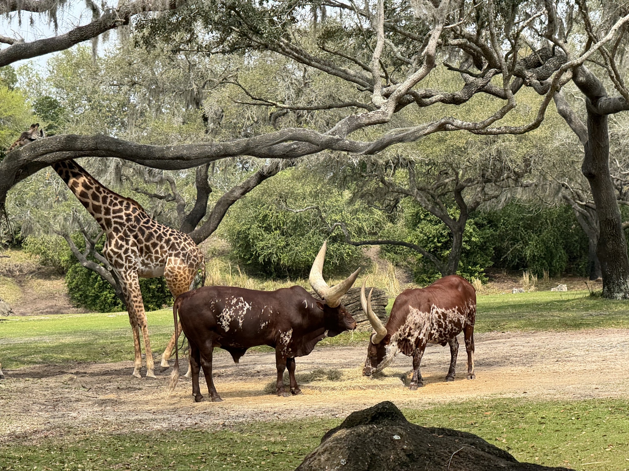 Africa