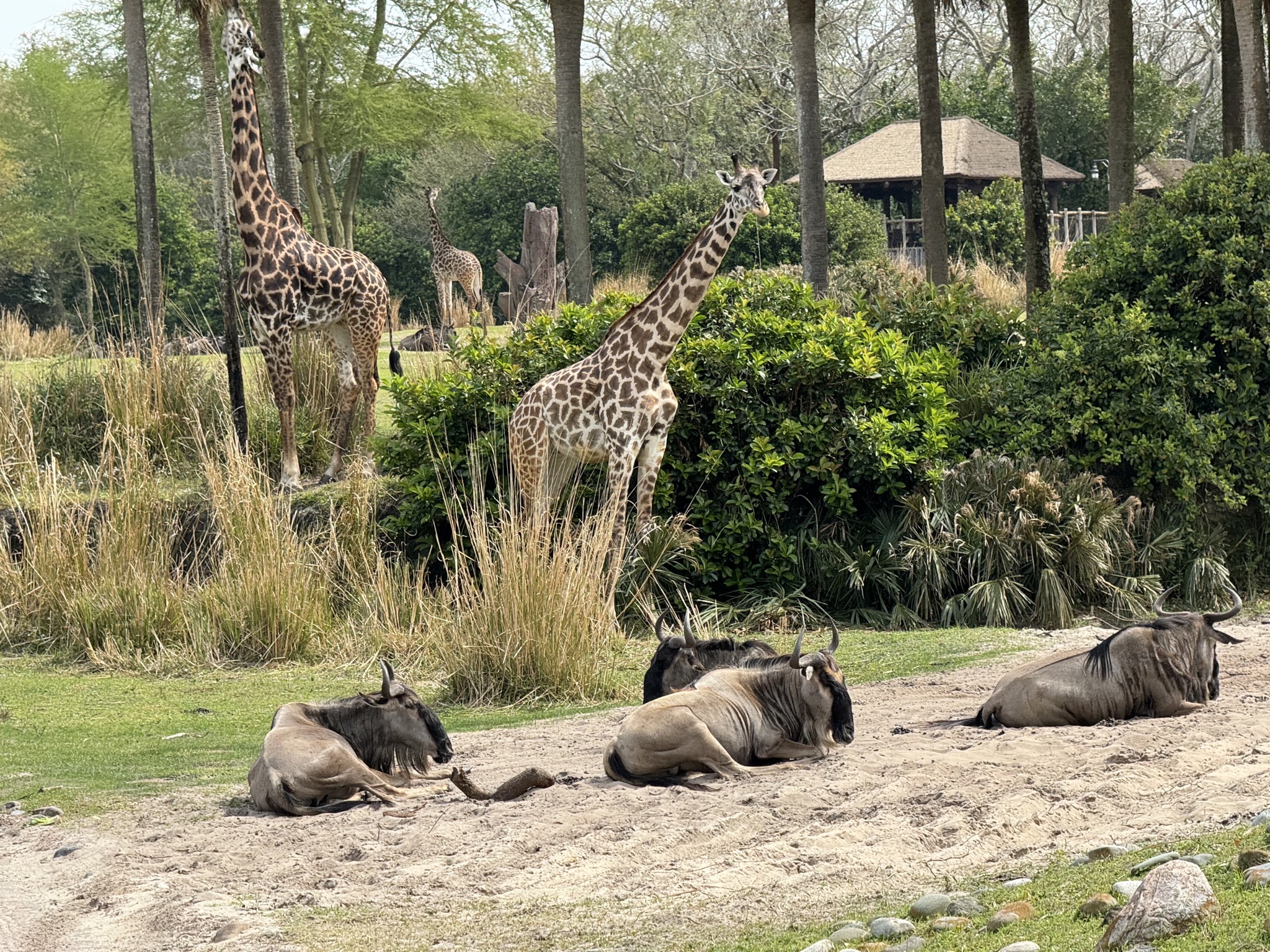 Africa