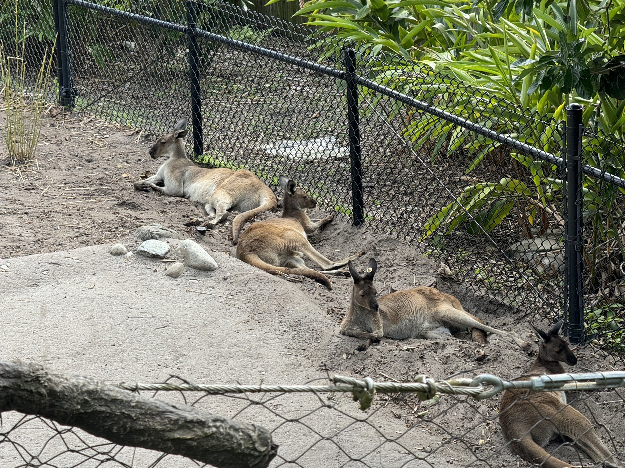 Aussies