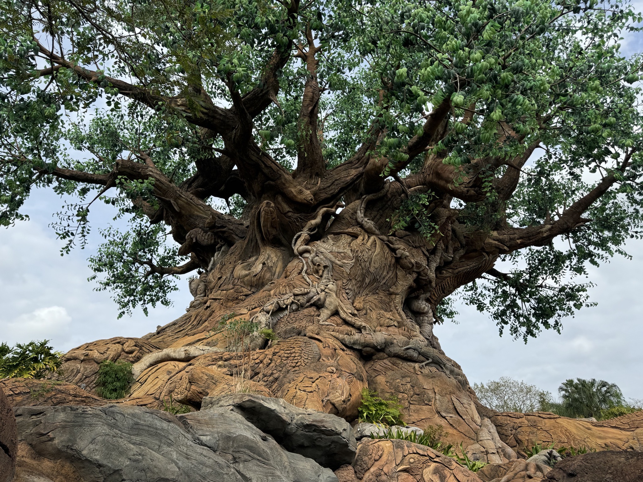 Tree of Life