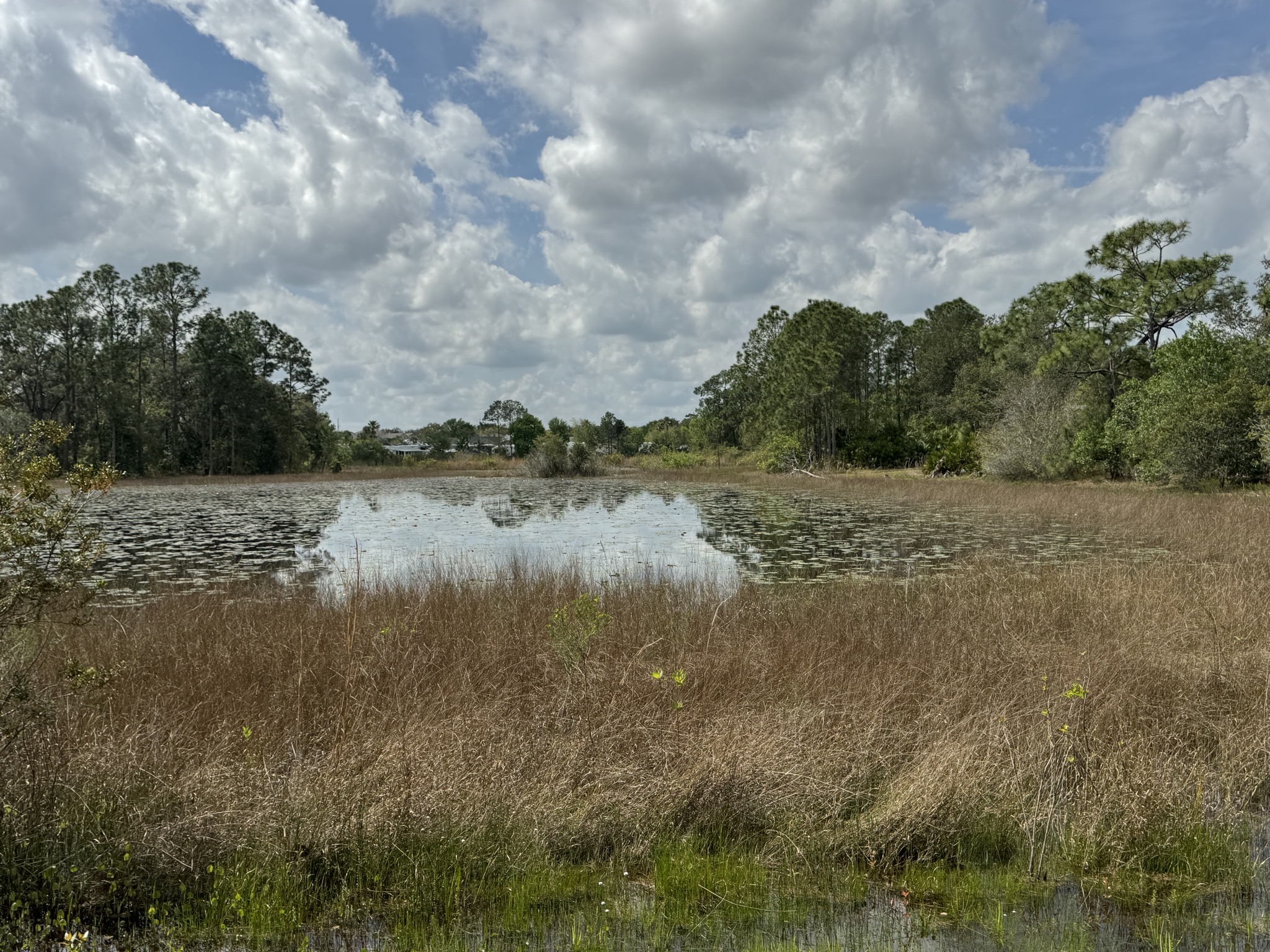 Swamp near our site