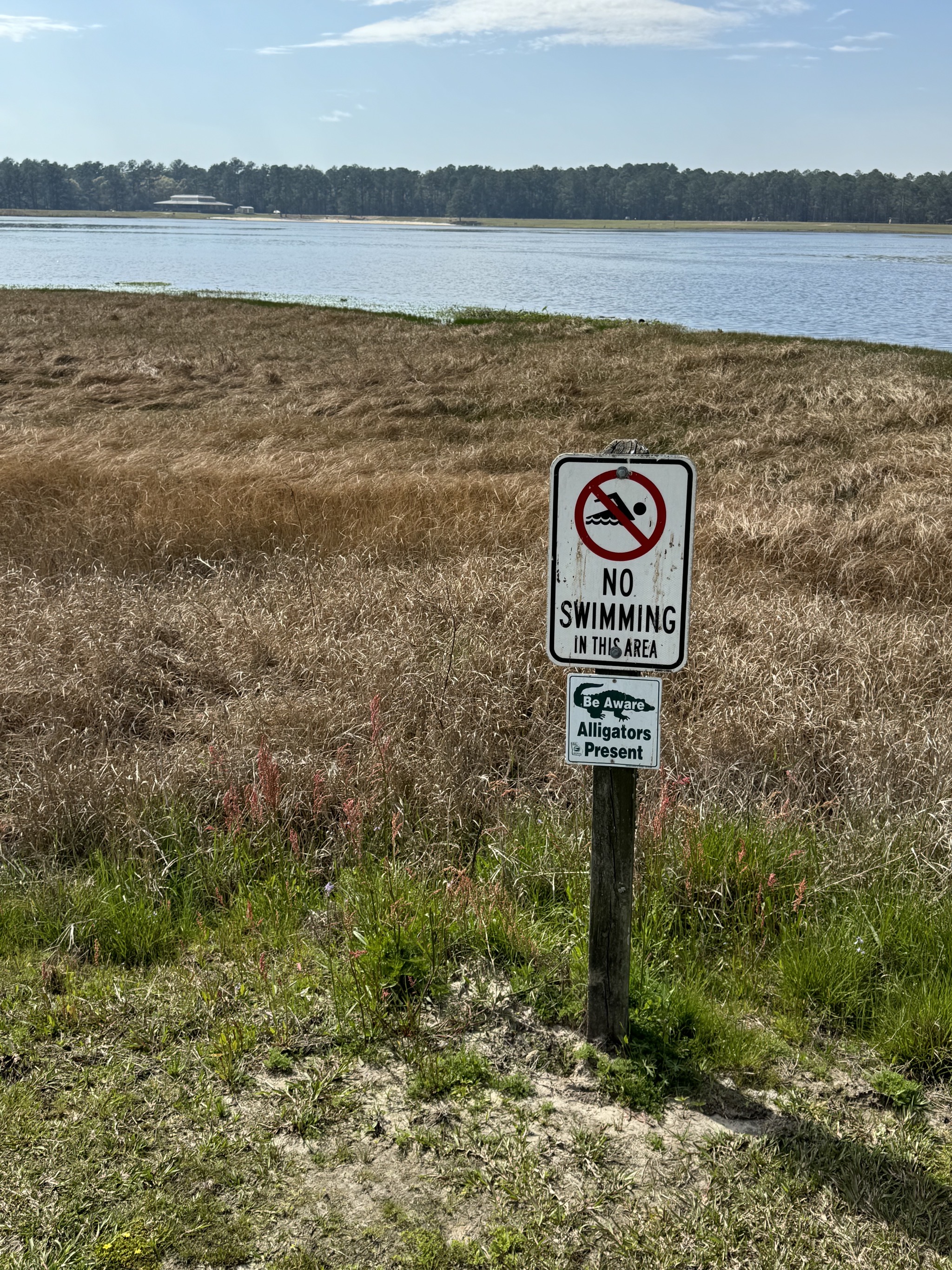 No swimming, alligators present