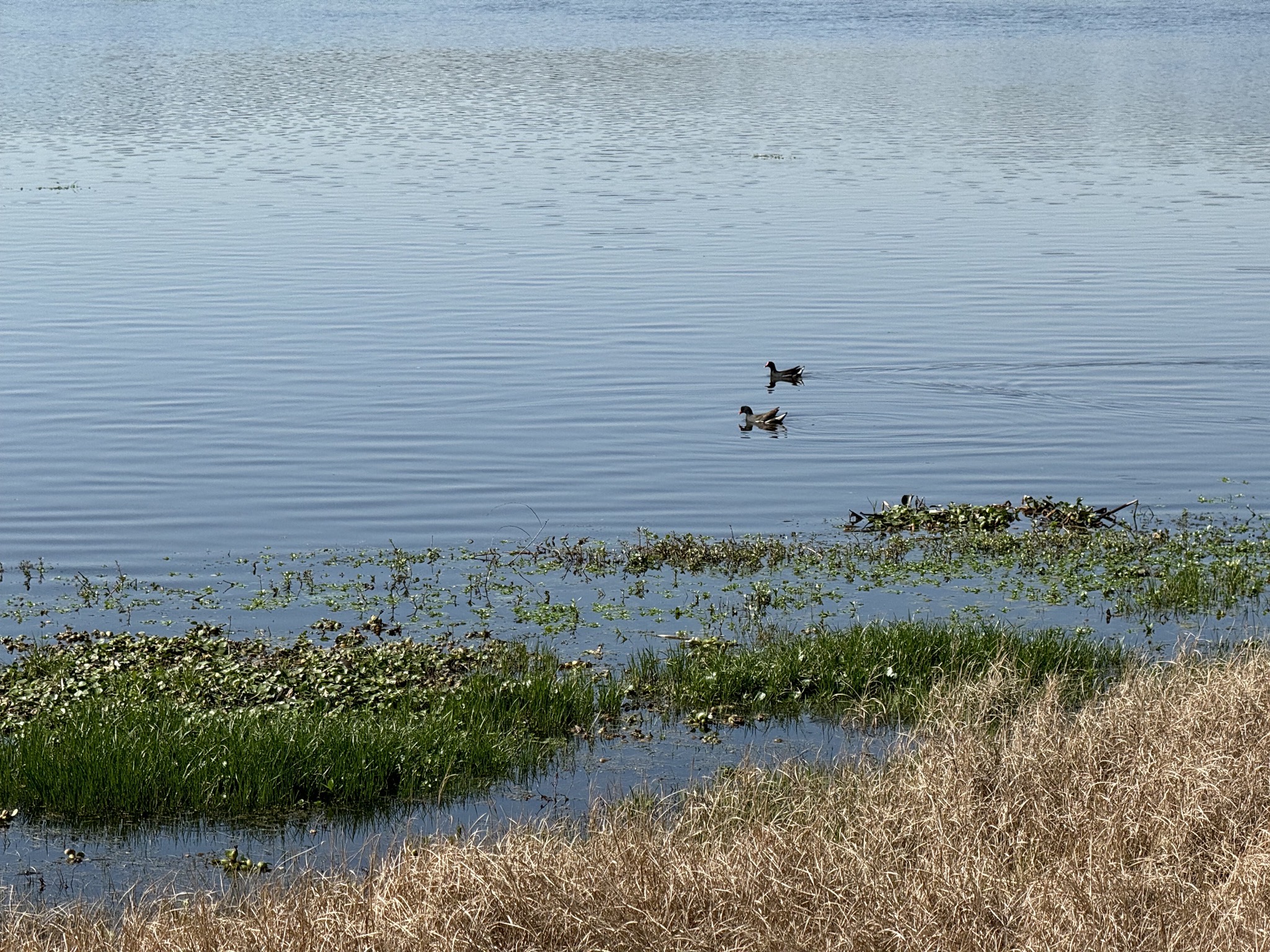 Ducks