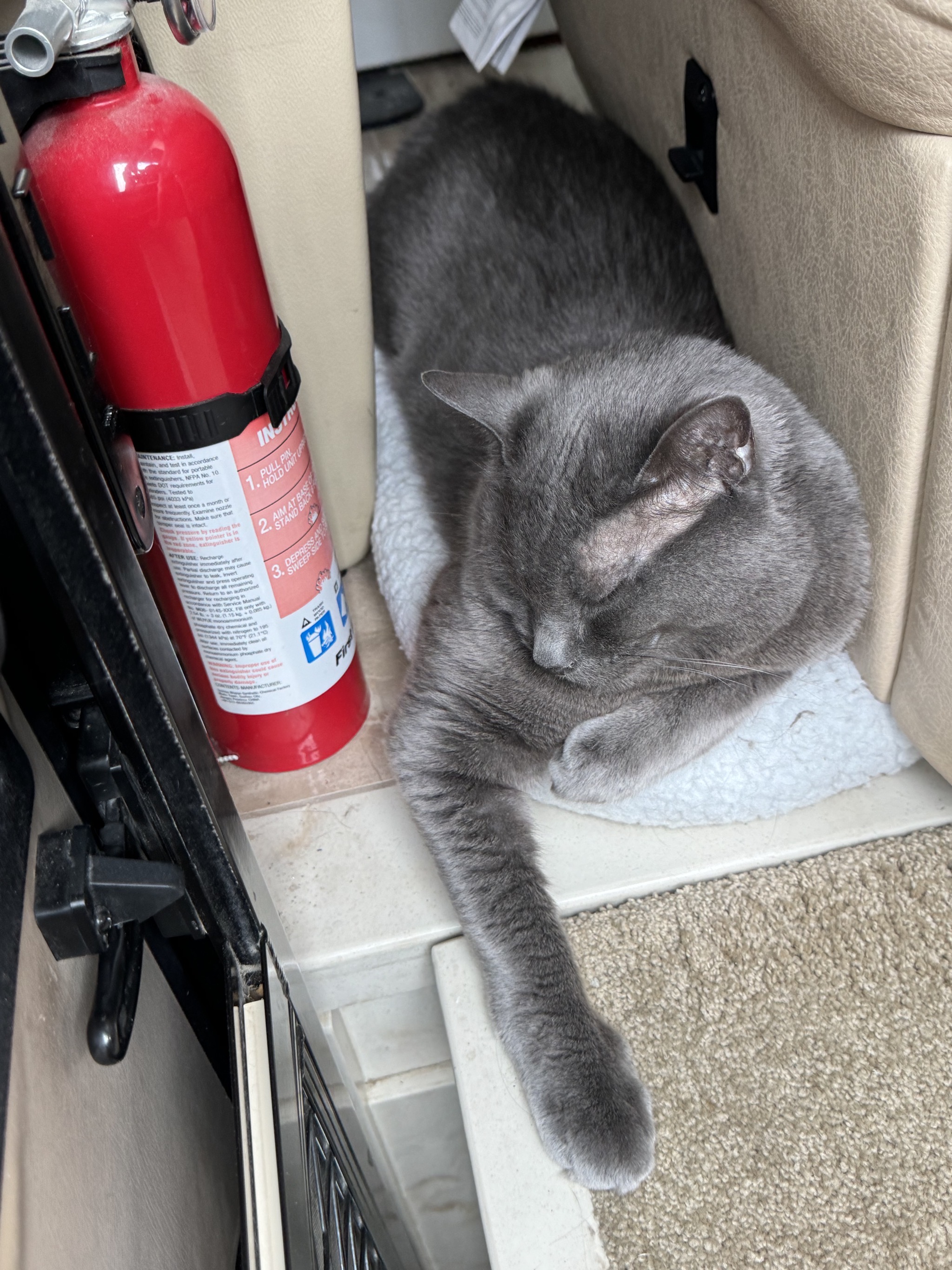 Paladin asleep