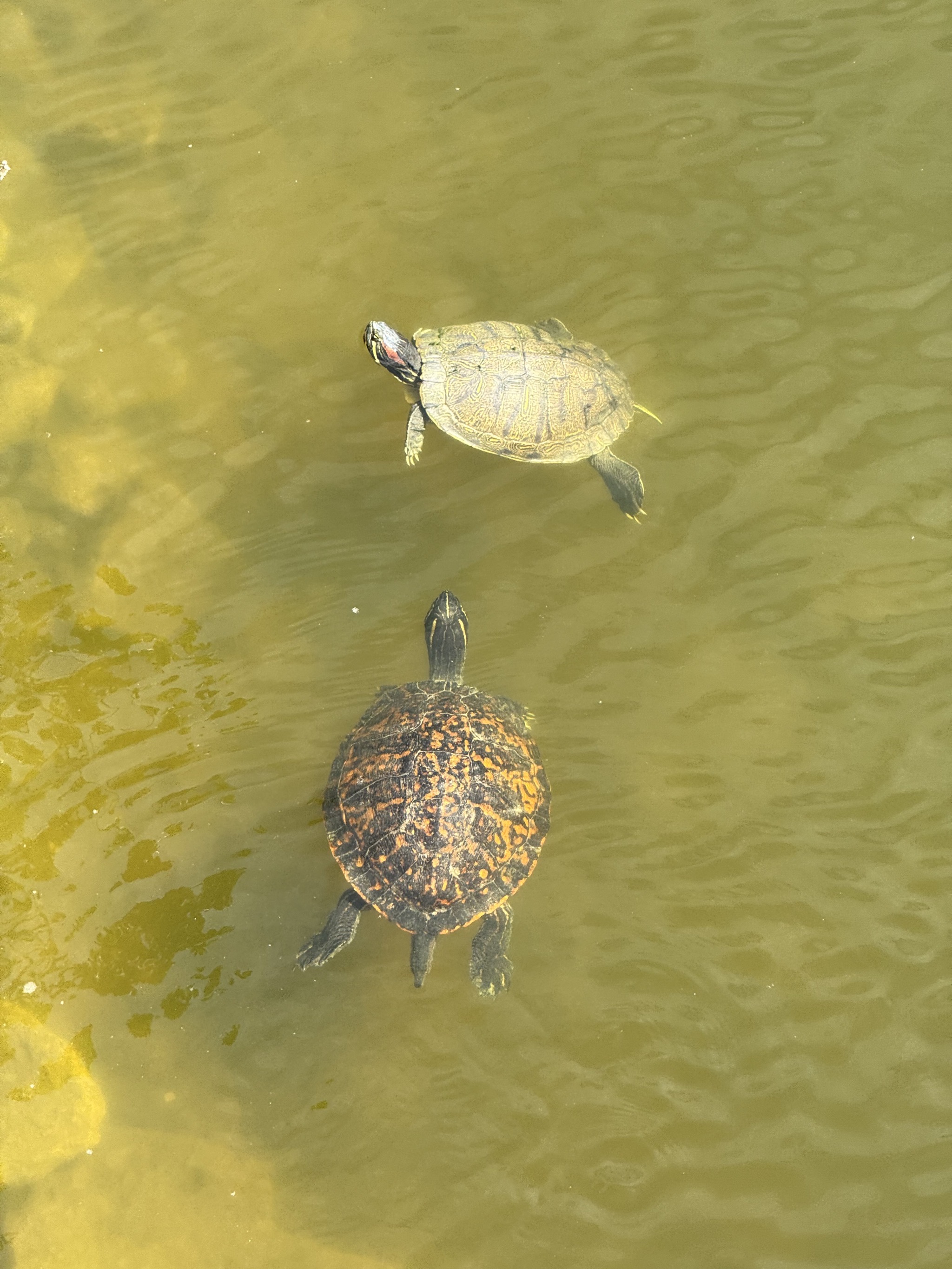 Turtles