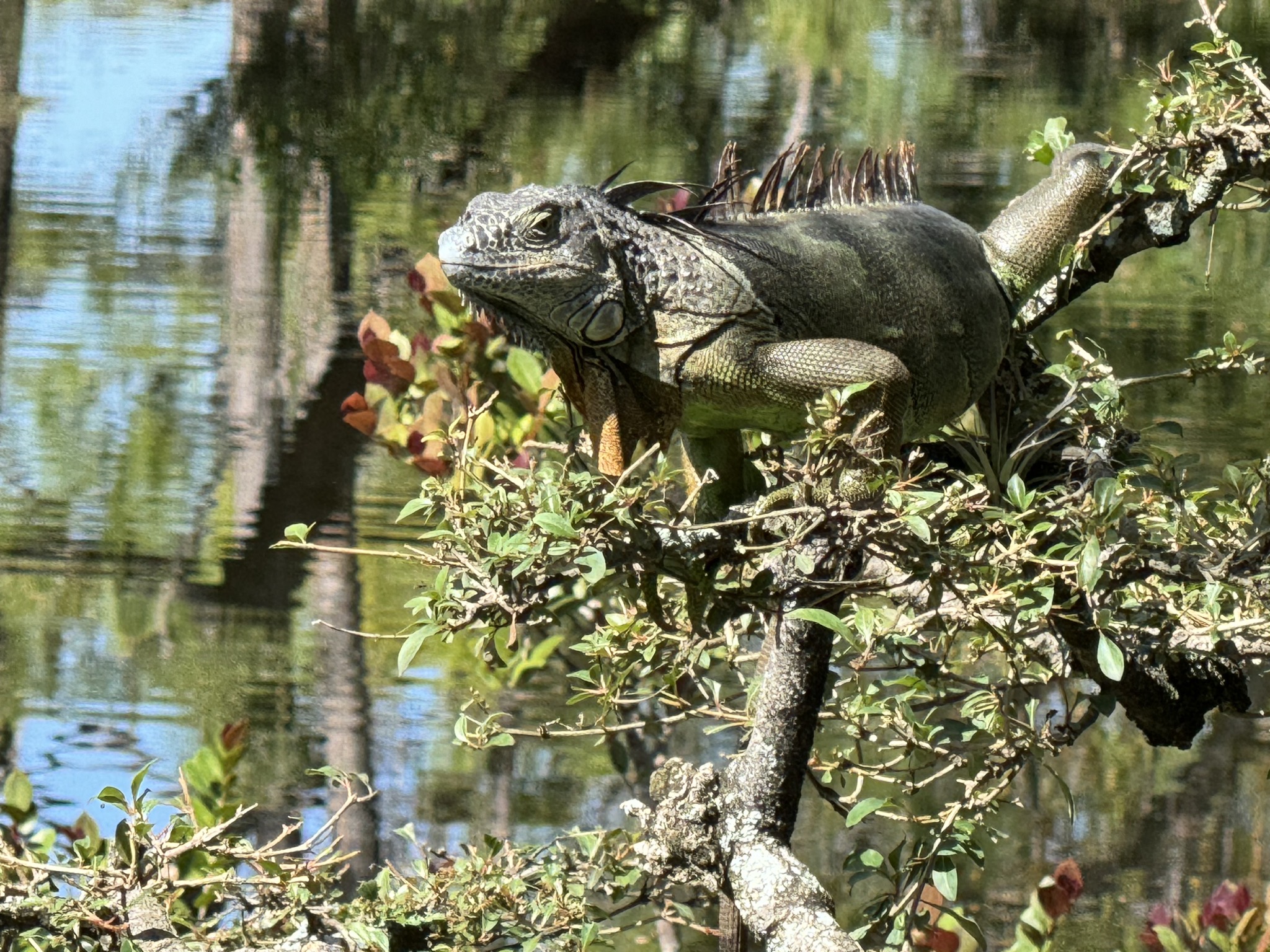 Lizard