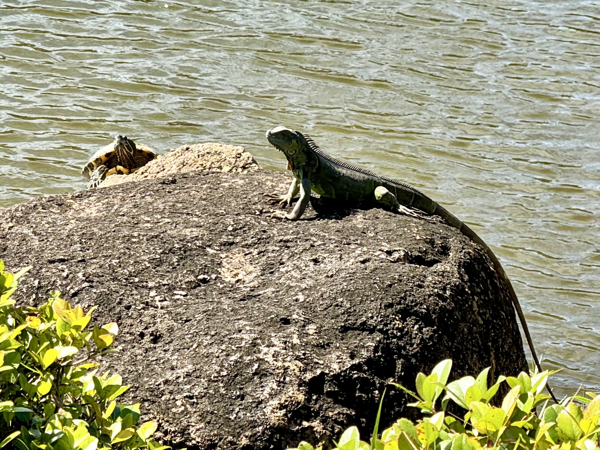 Turtle and lizard