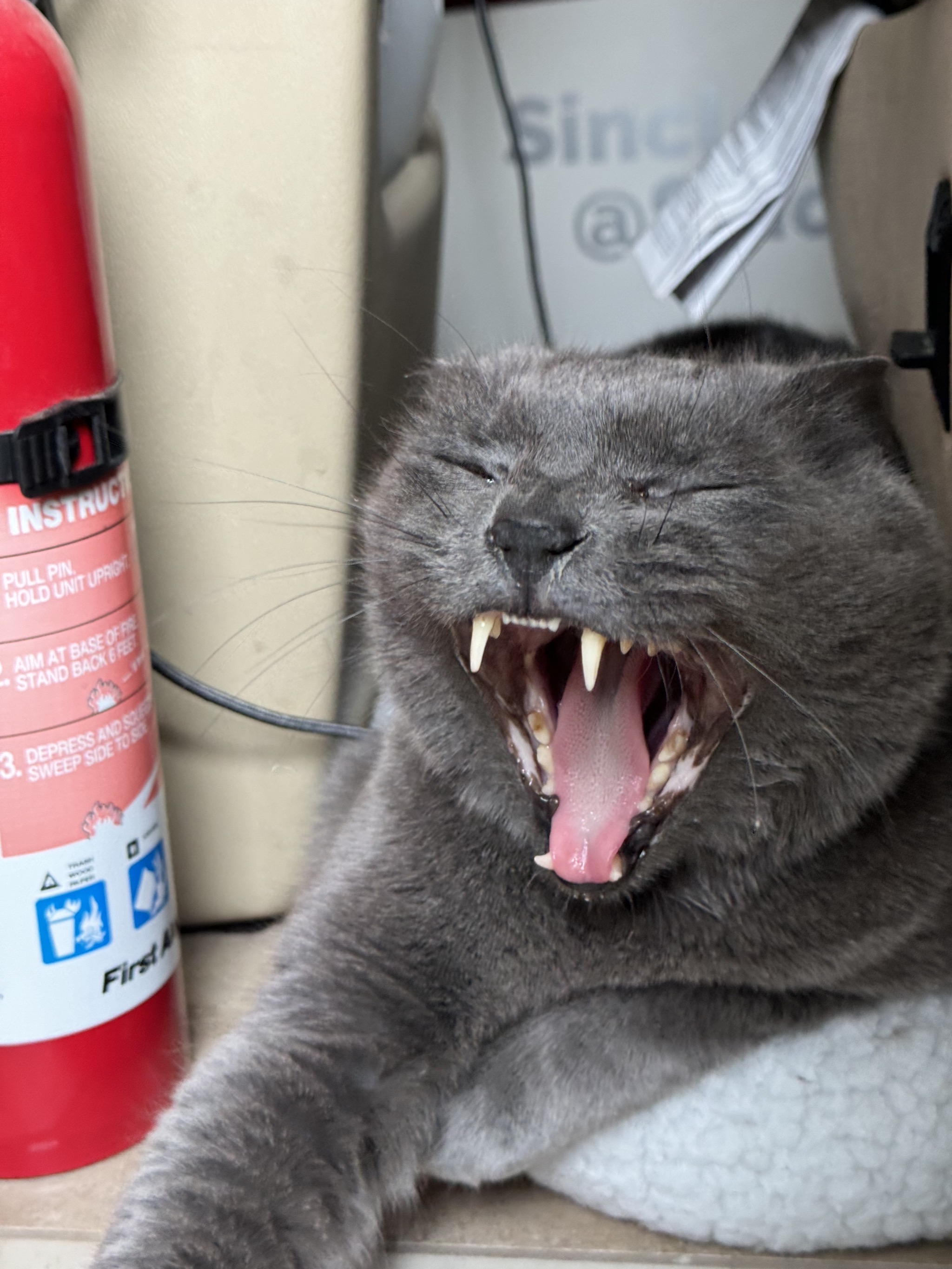 Paladin mid-yawn
