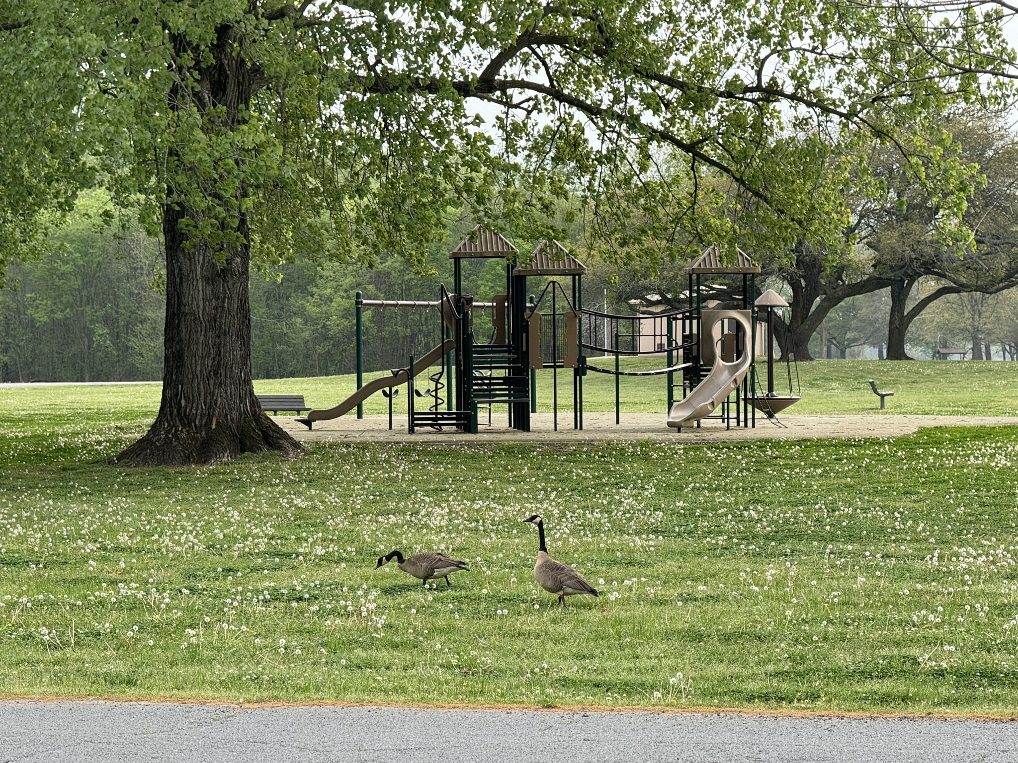 Playground and birds