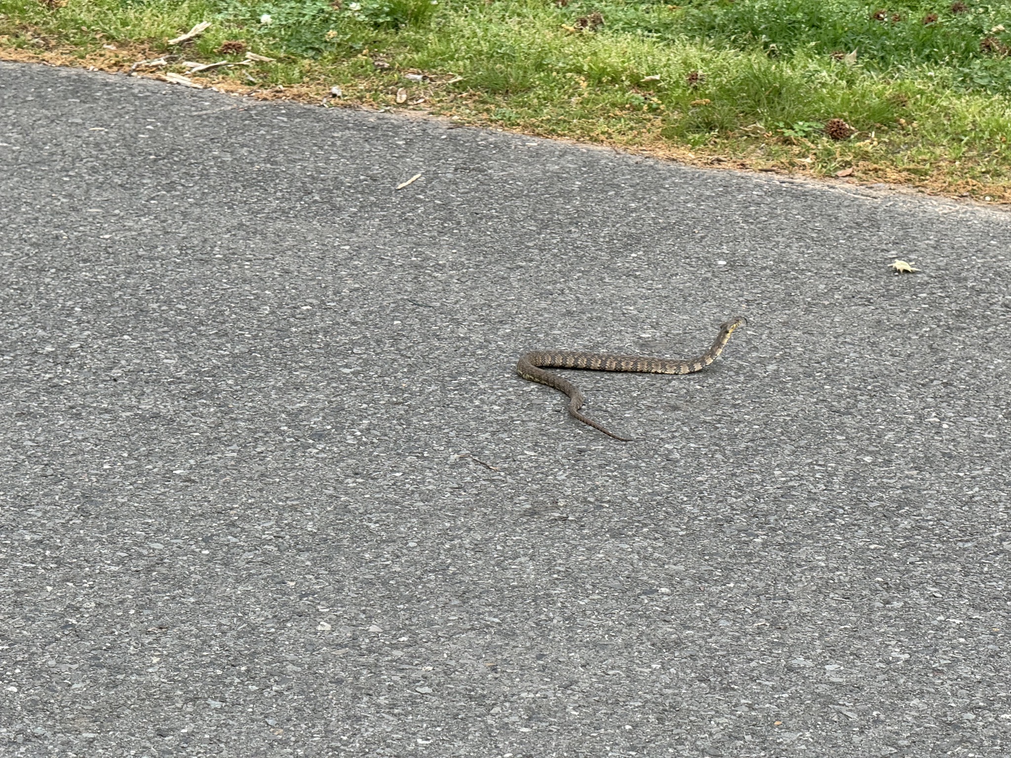 Snake on the road