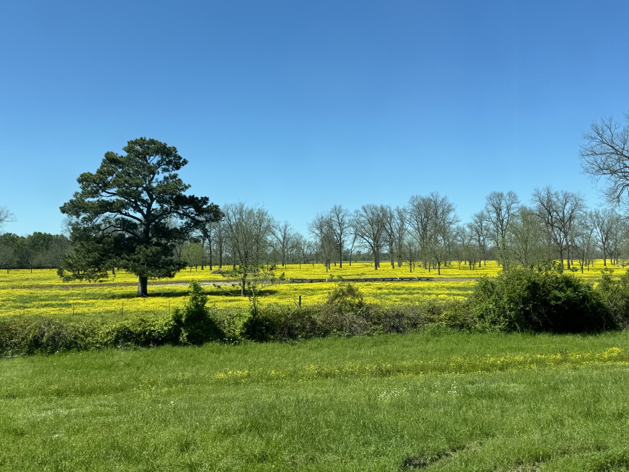 Yellow field