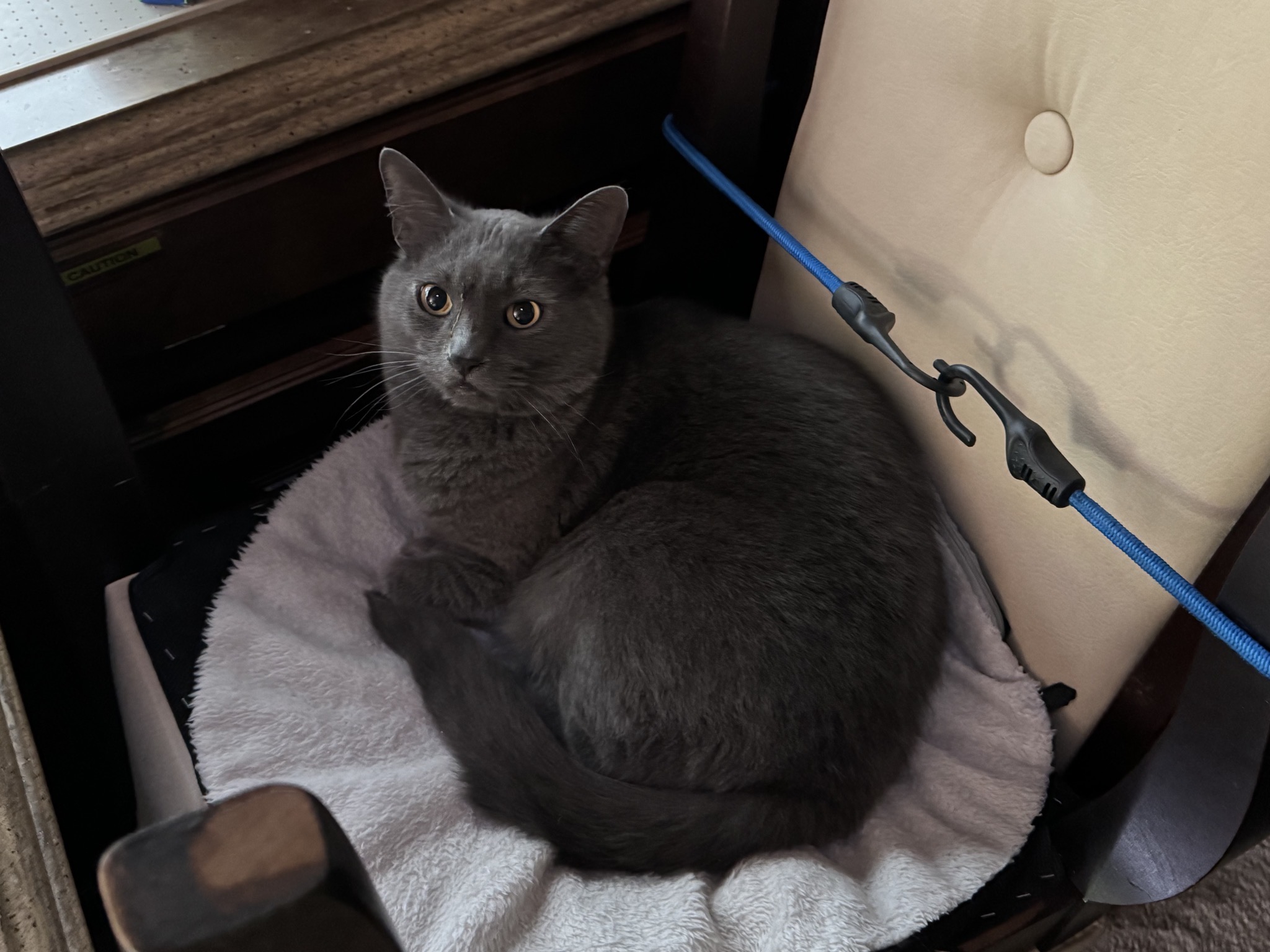 Paladin in his nest