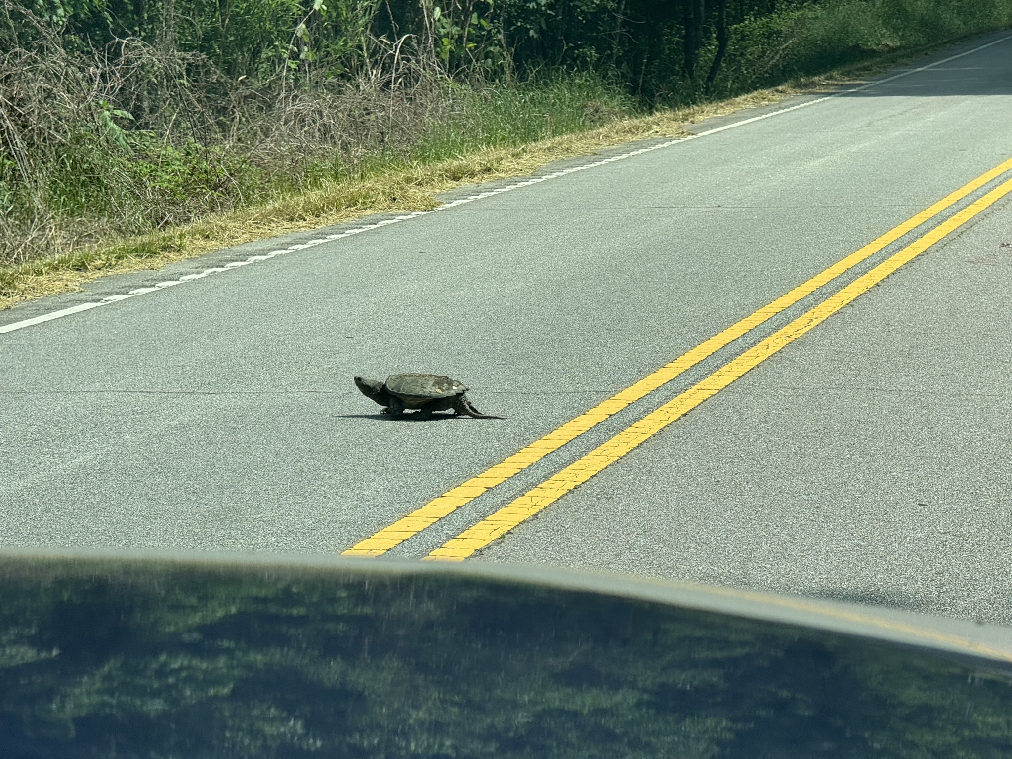 Turtle on the road