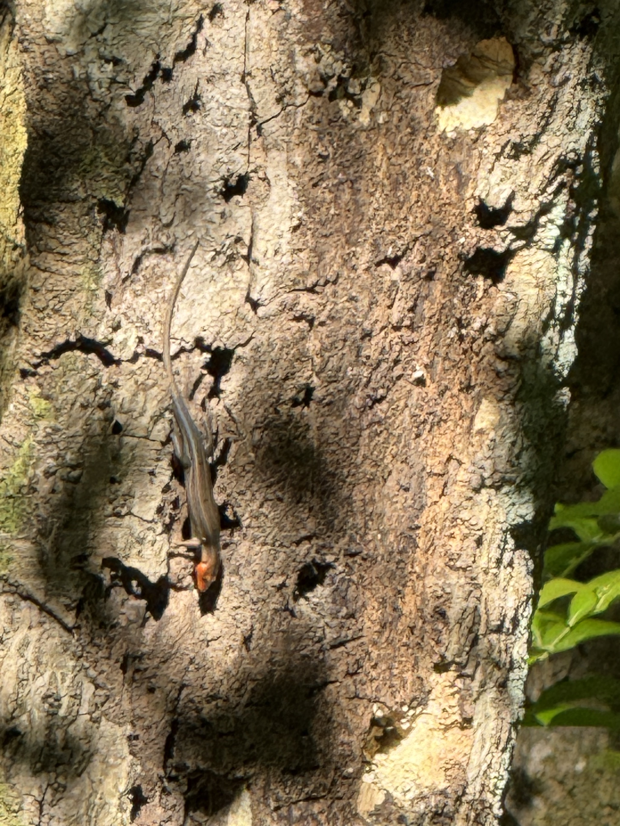 Lizard