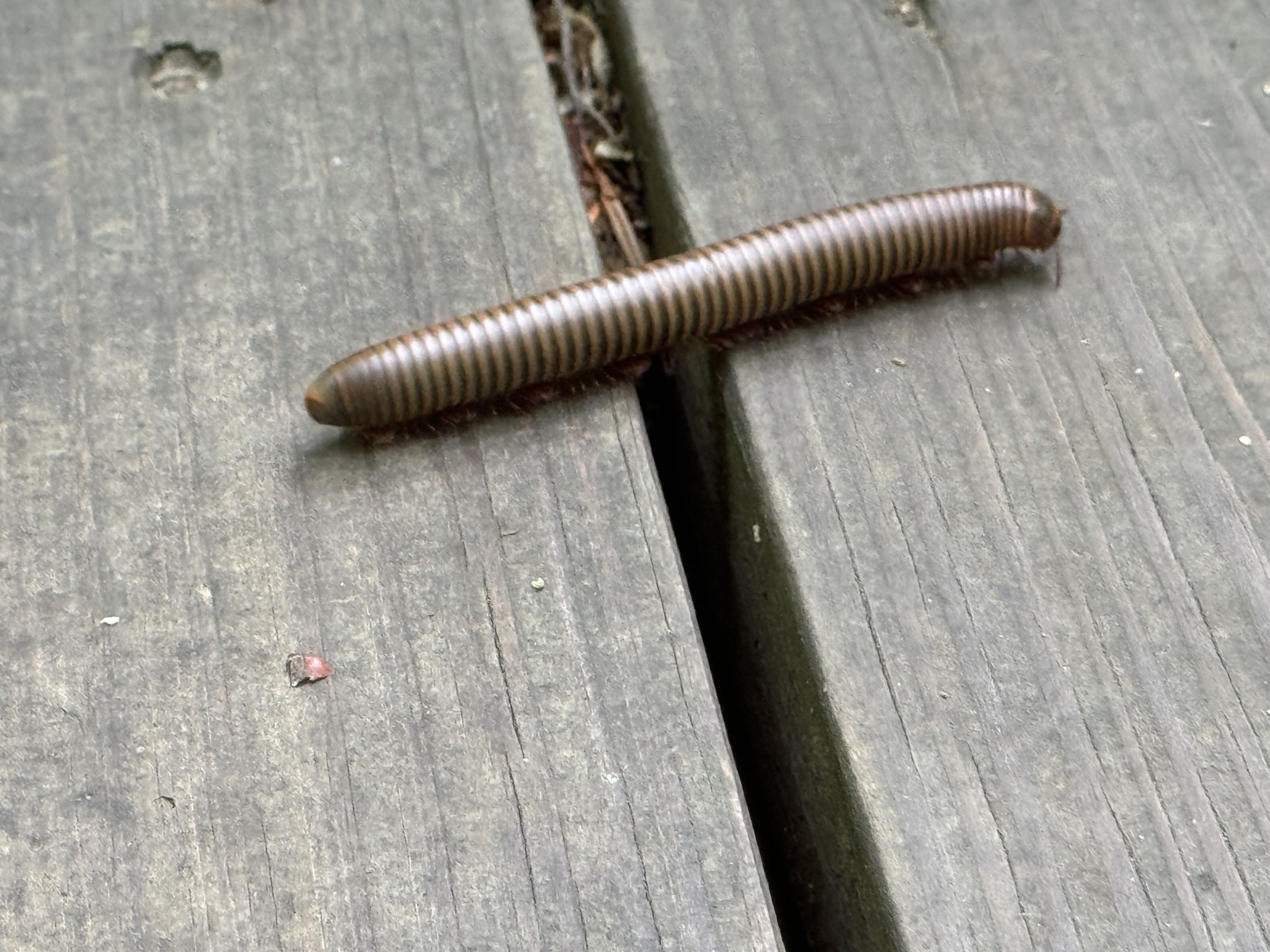 Centipede