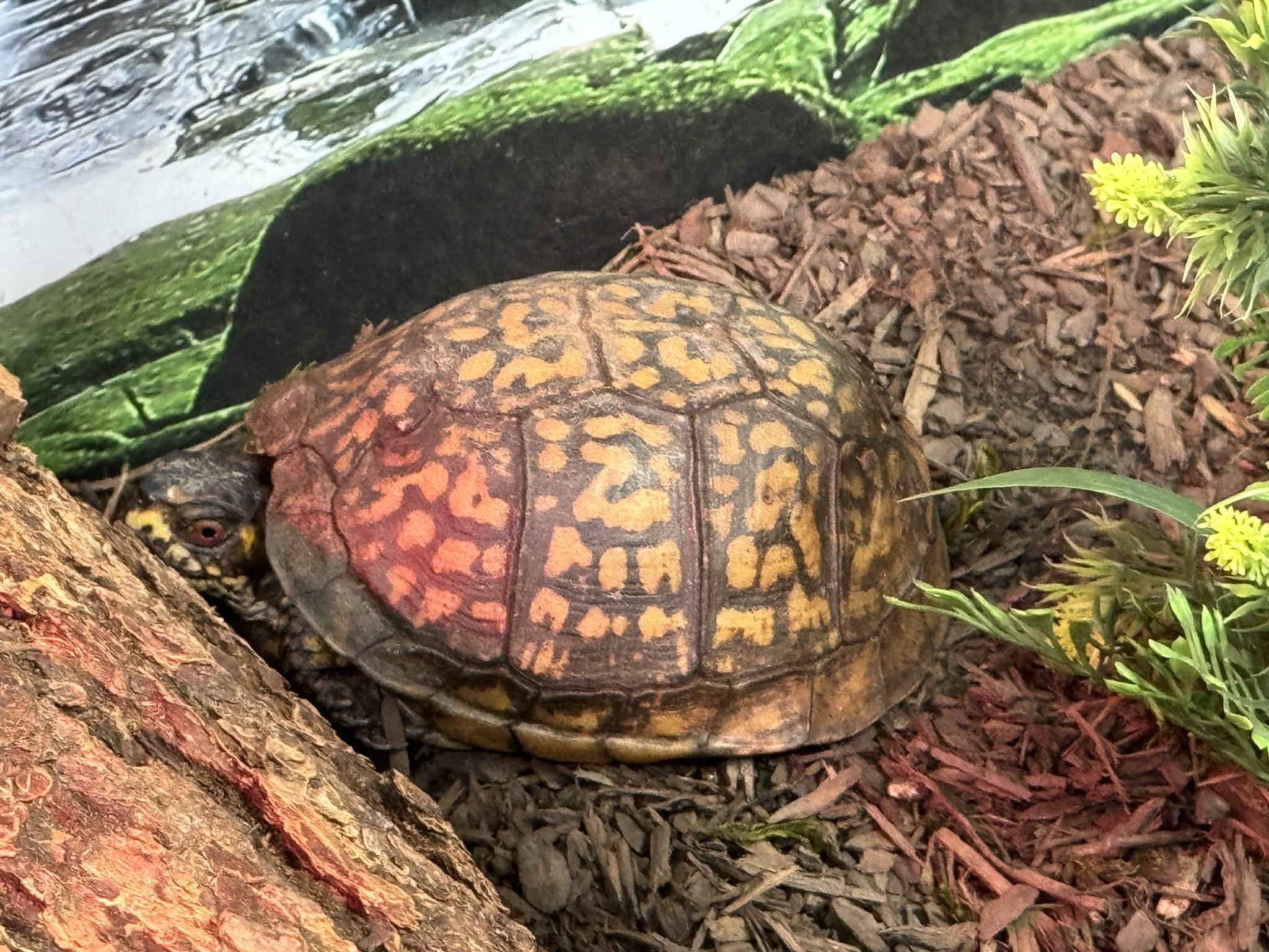 Turtle