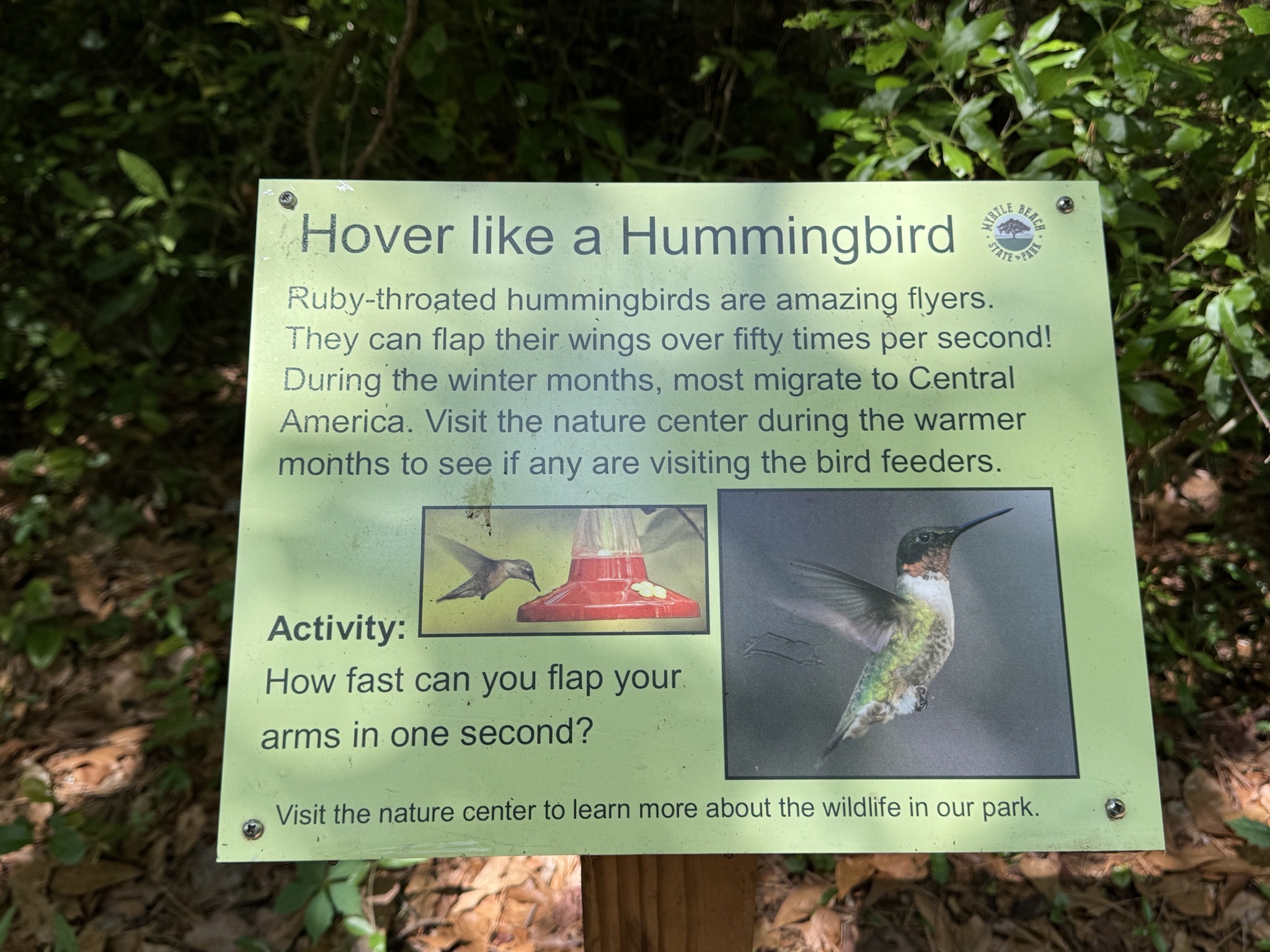 Hover like a Hummingbird