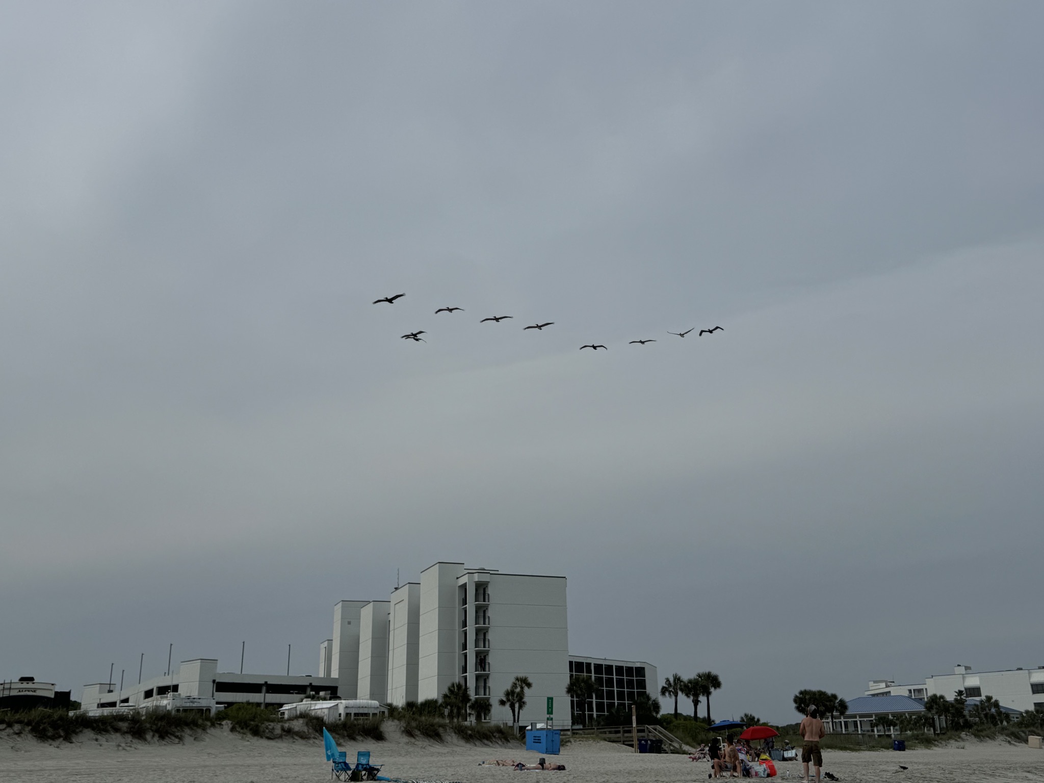 Pelicans