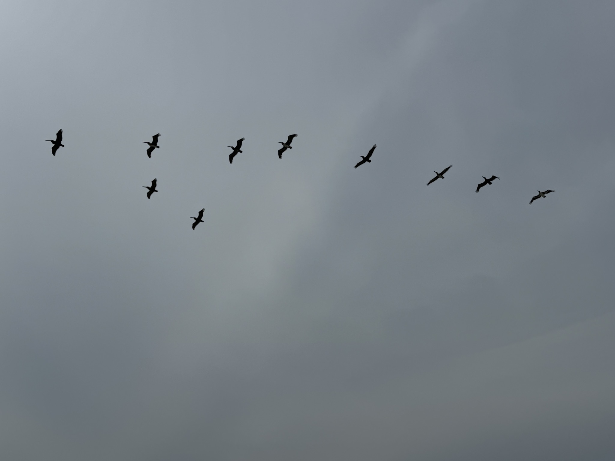 Pelicans