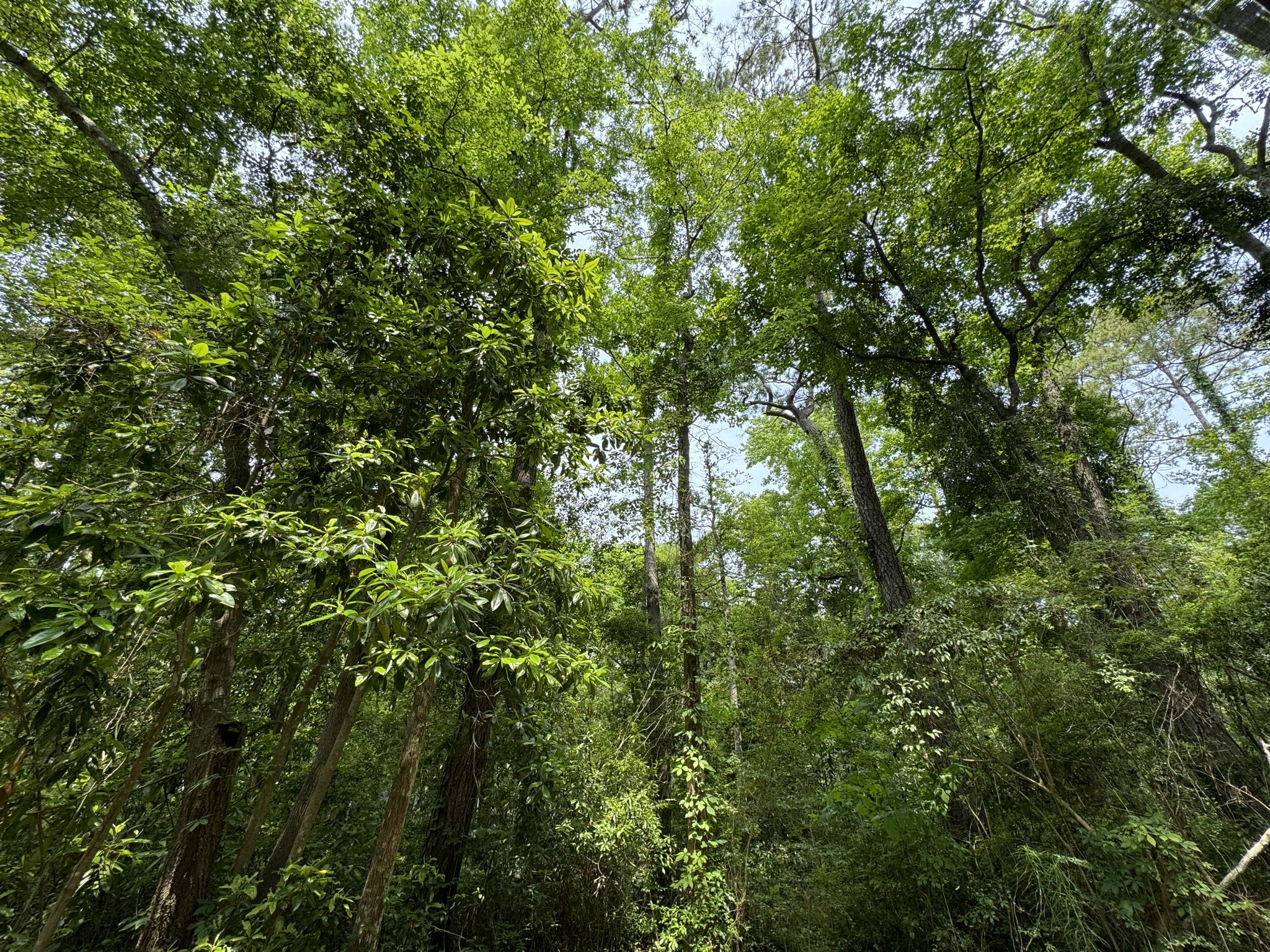 Trees