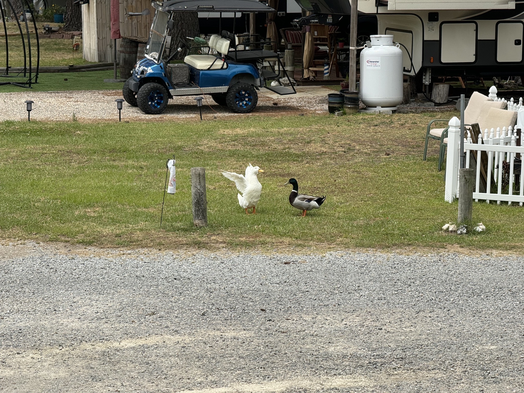 Ducks