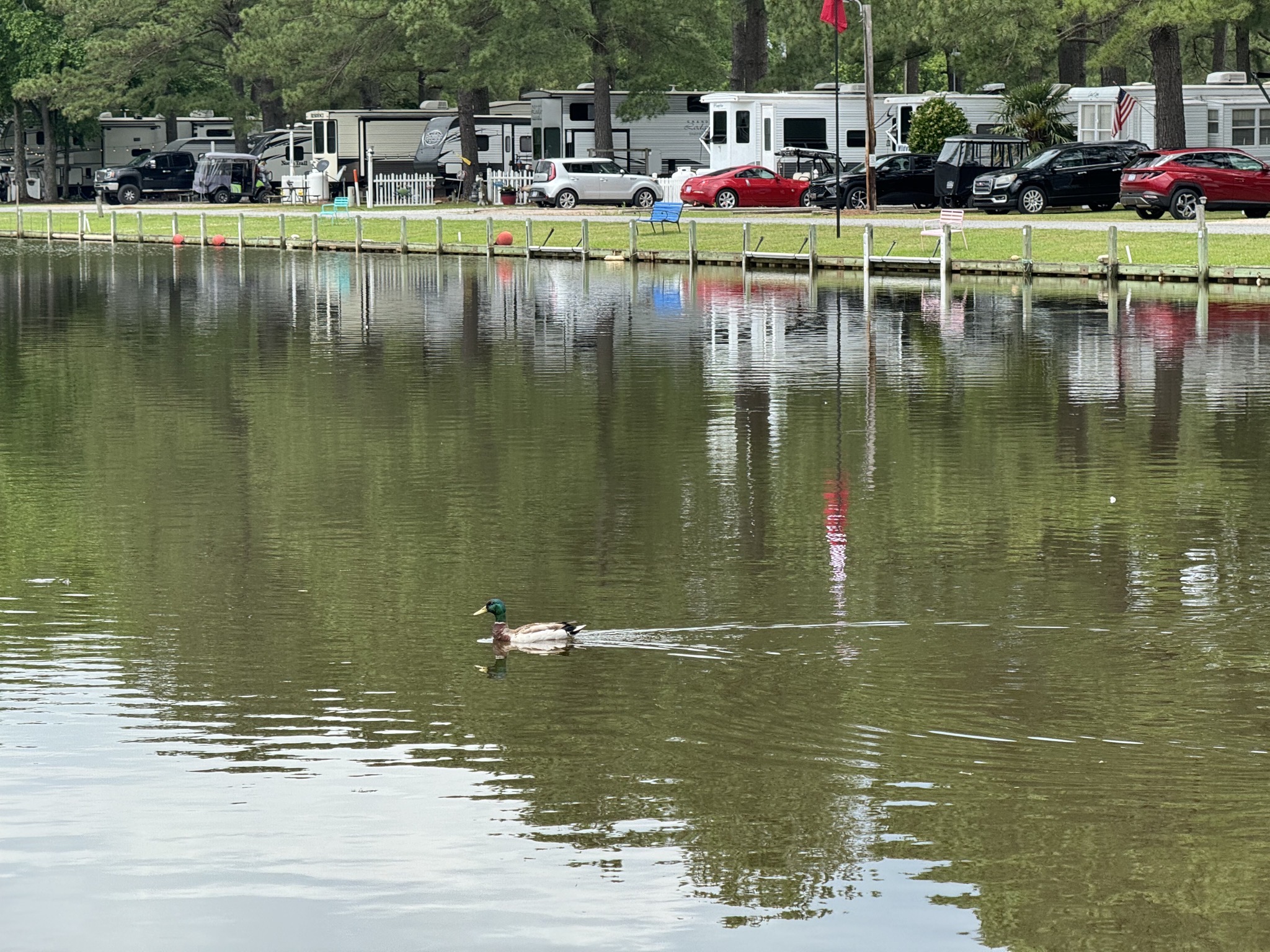 Duck