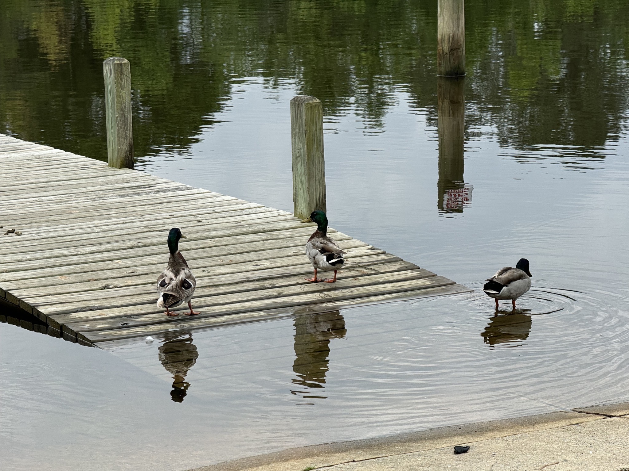 Ducks