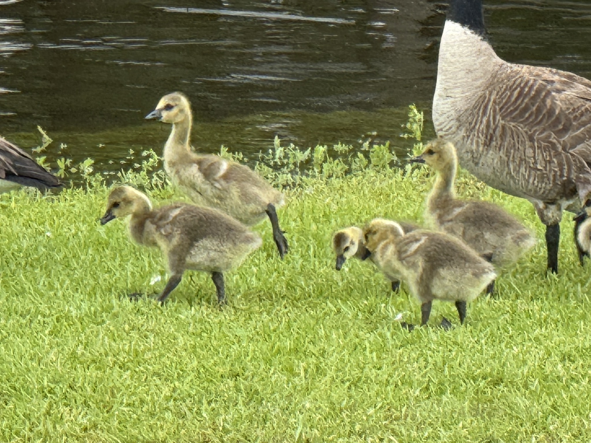 Geese