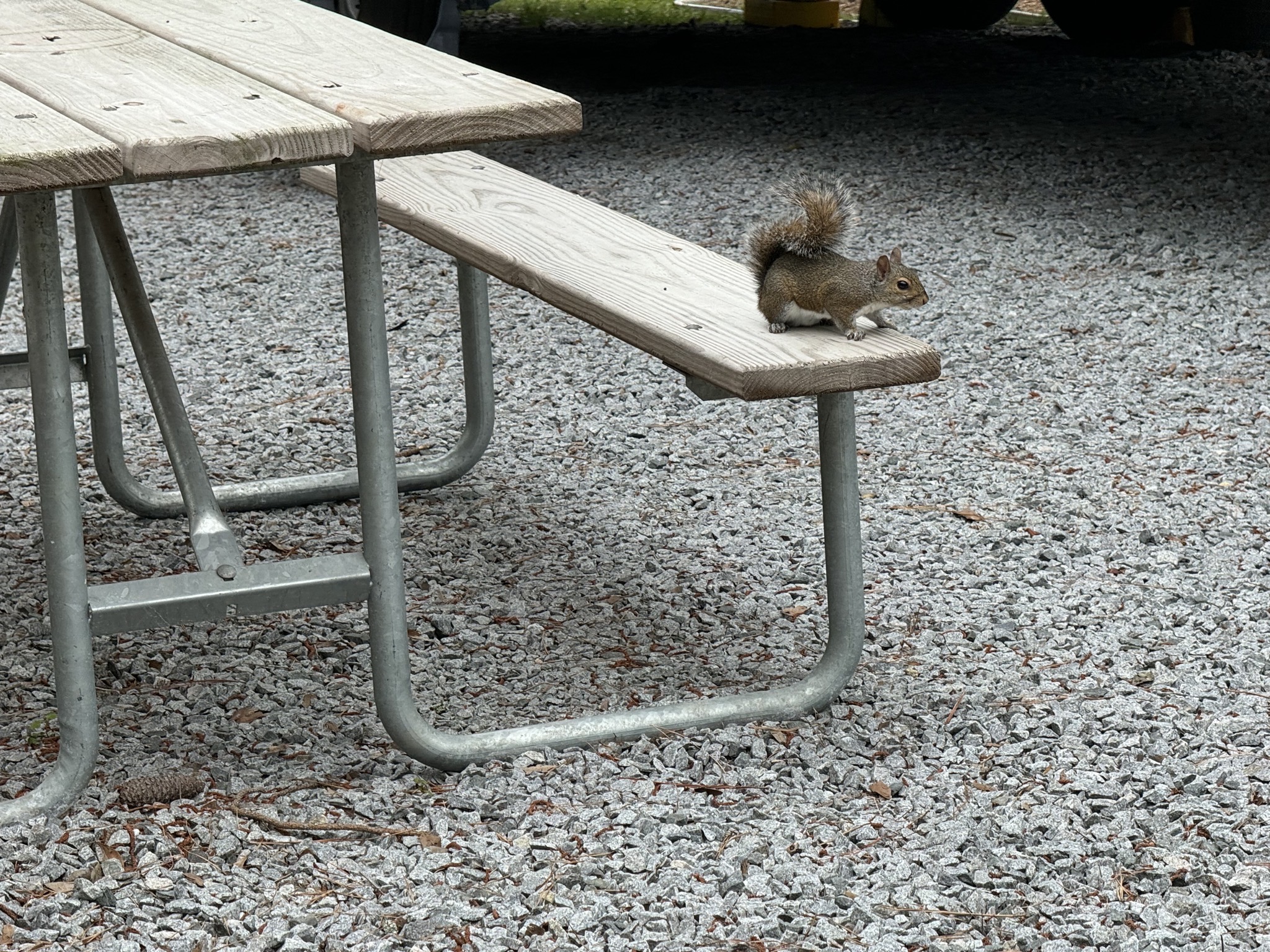 Squirrel