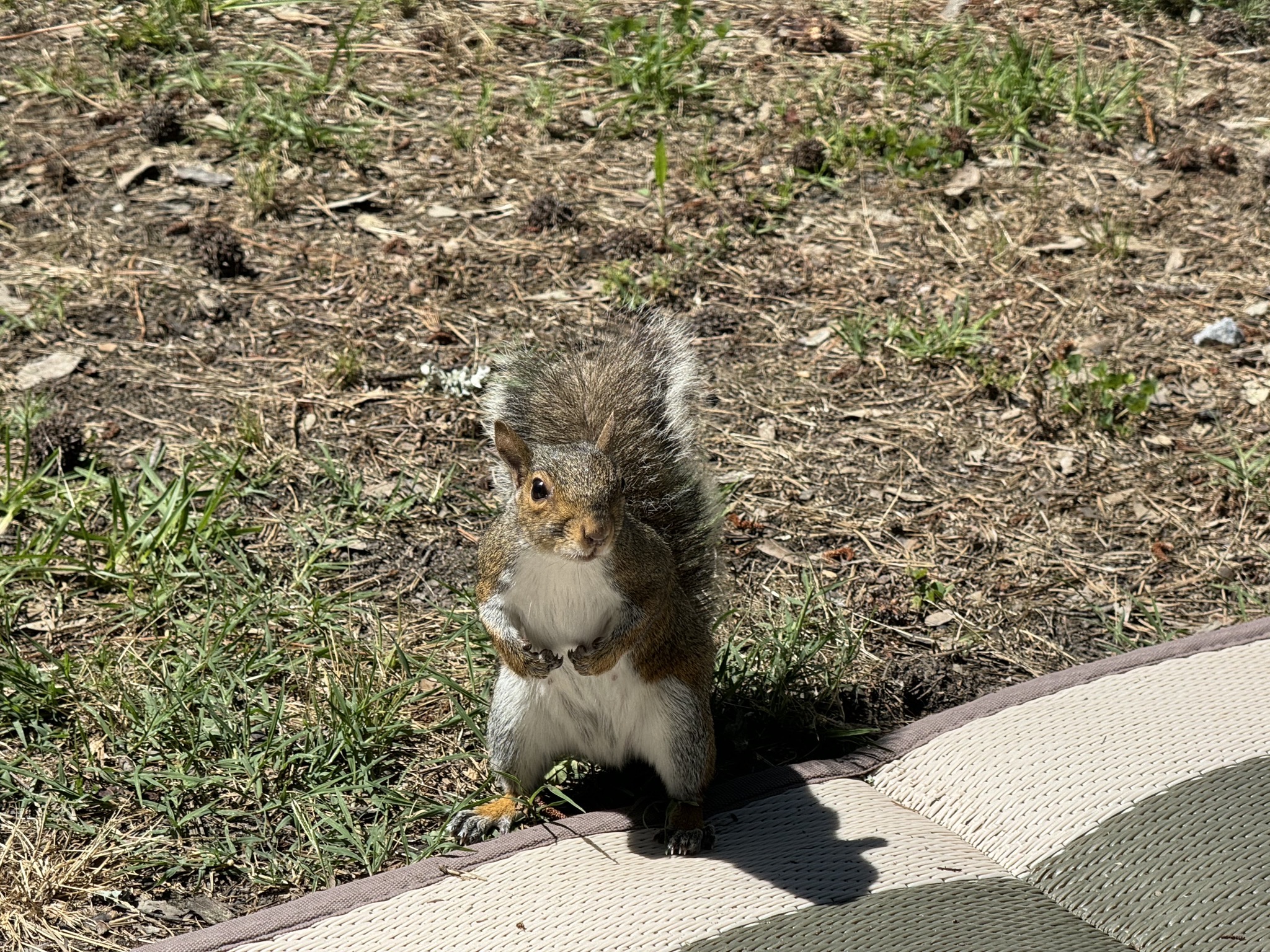 Squirrel