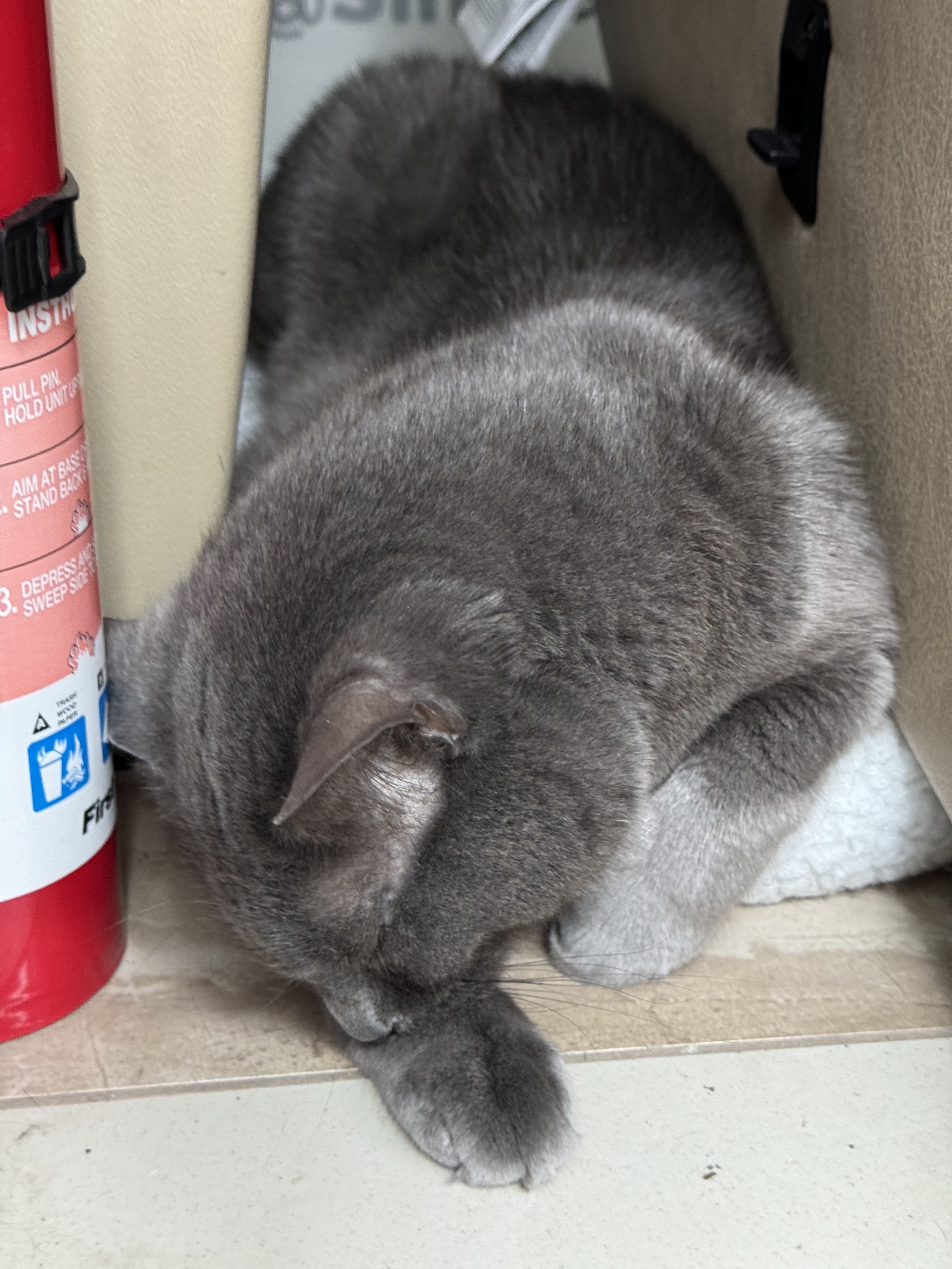 Paladin asleep