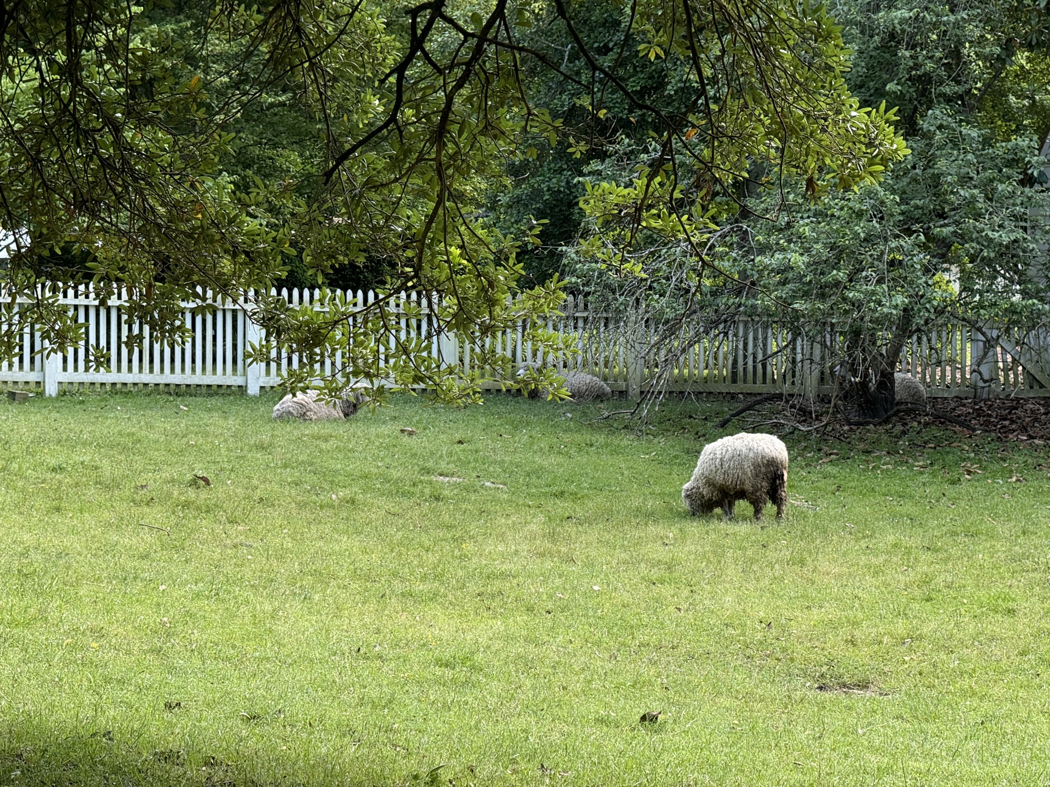 Sheep