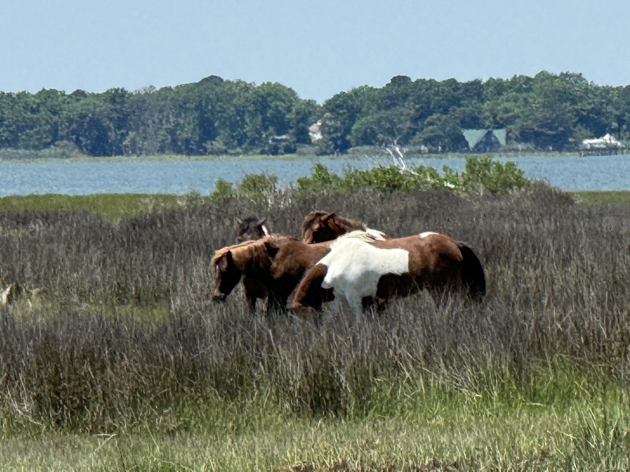 Horses