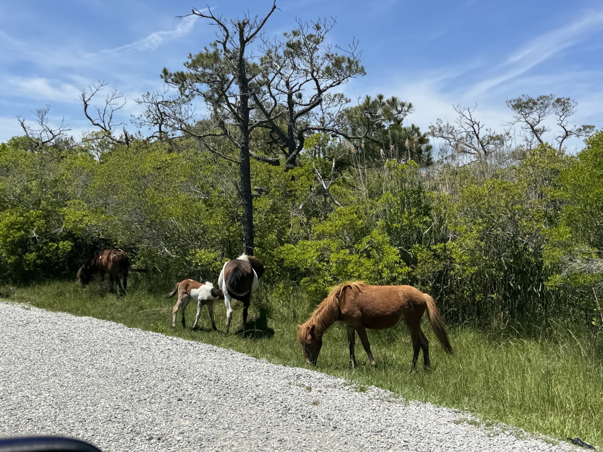 Horses