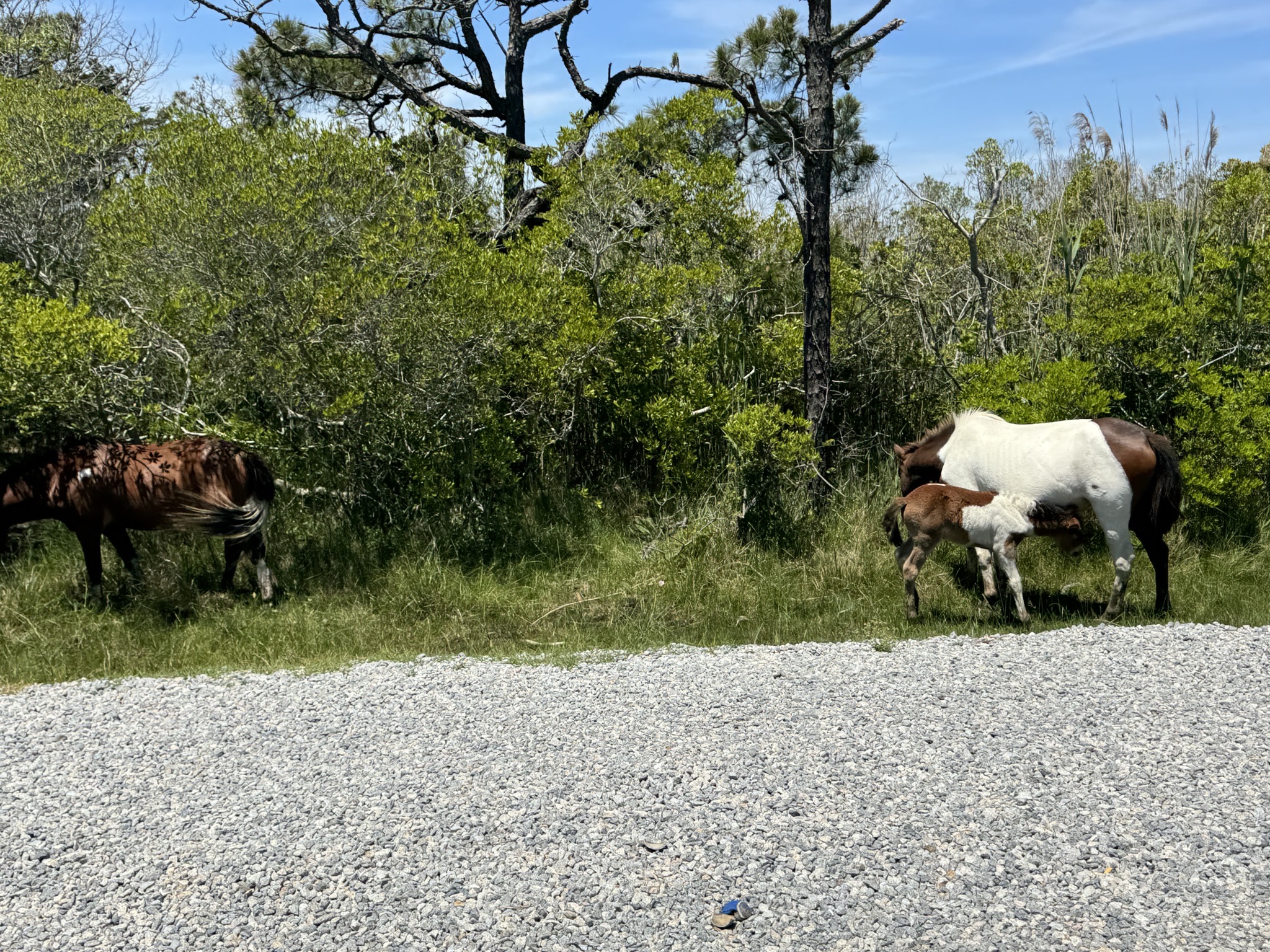 Horses