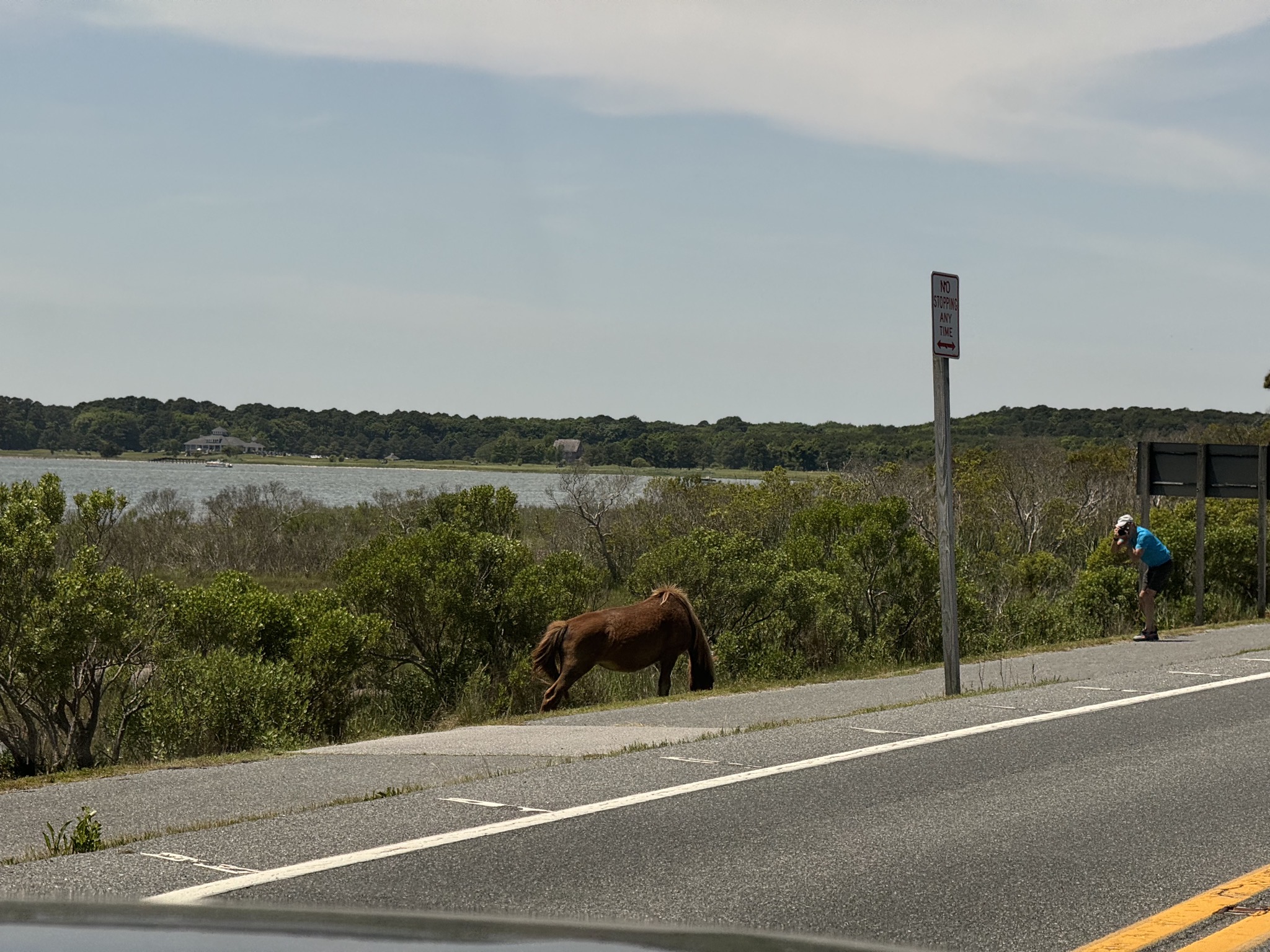 Horse and touron