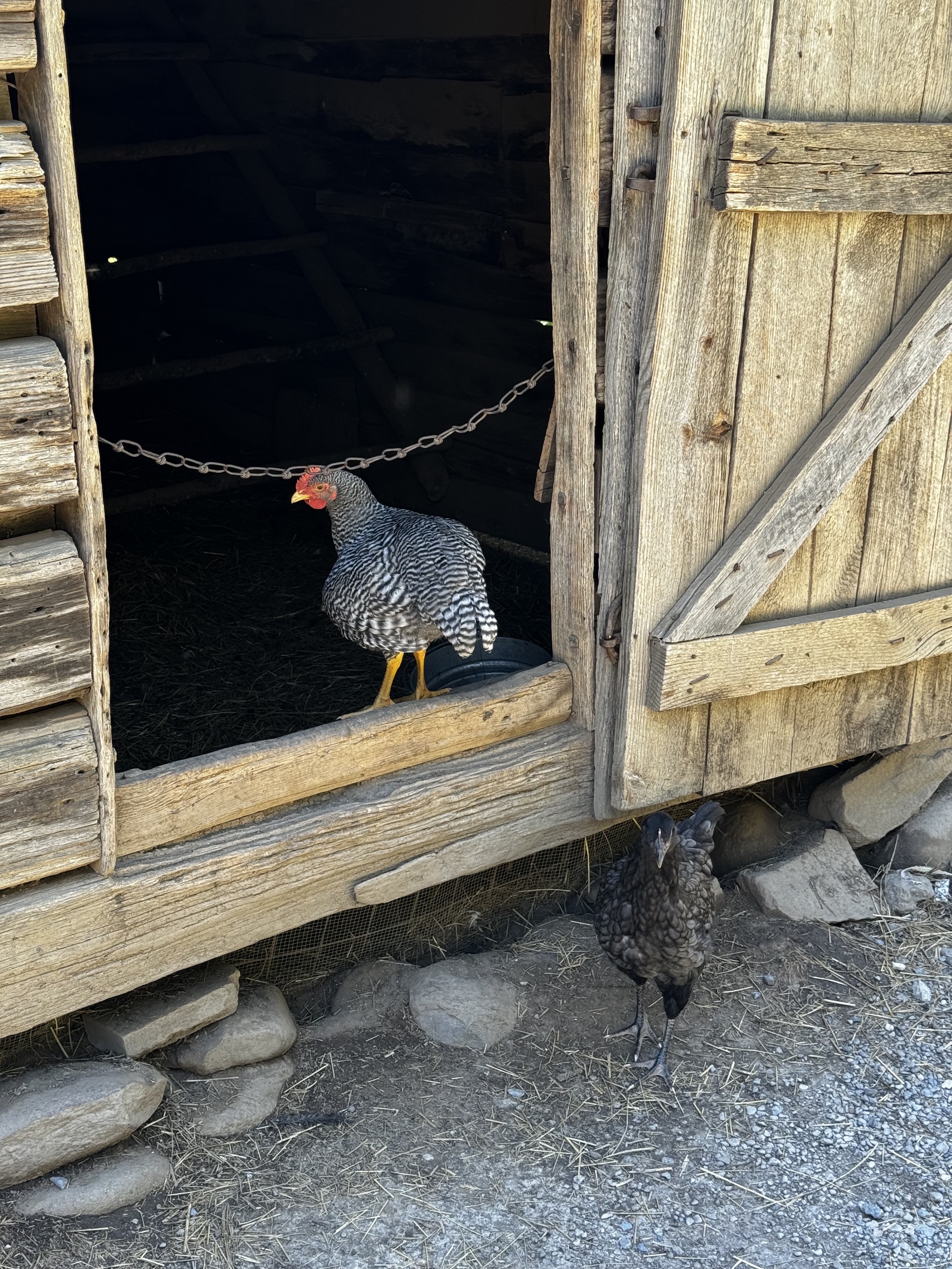 Chickens