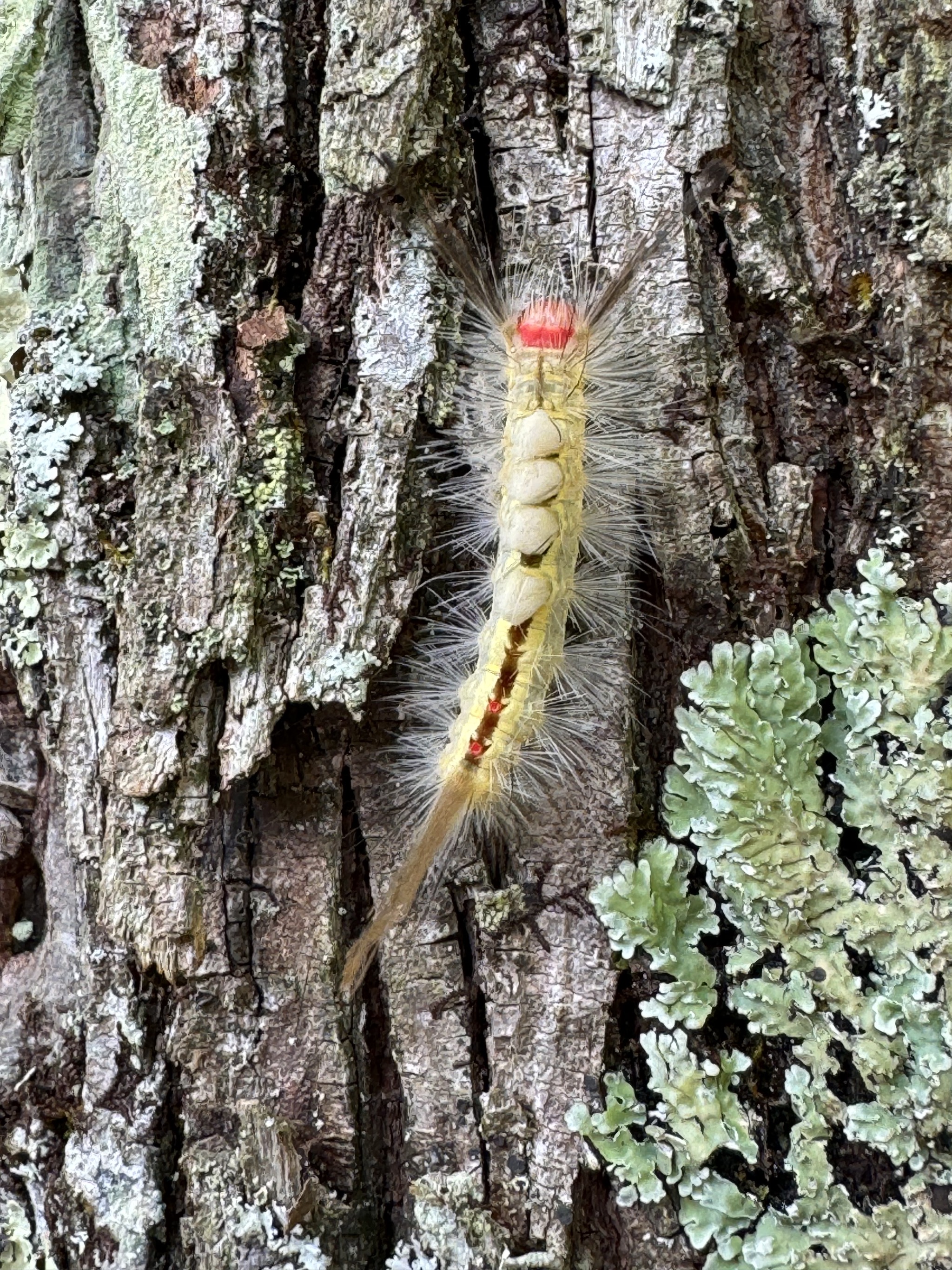 Catapiller