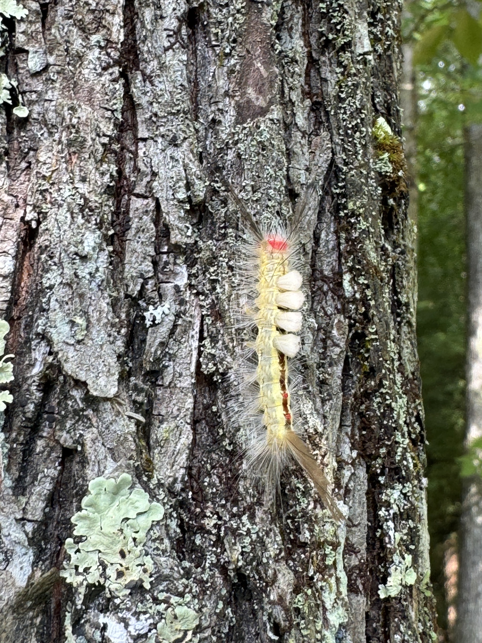 Catapiller