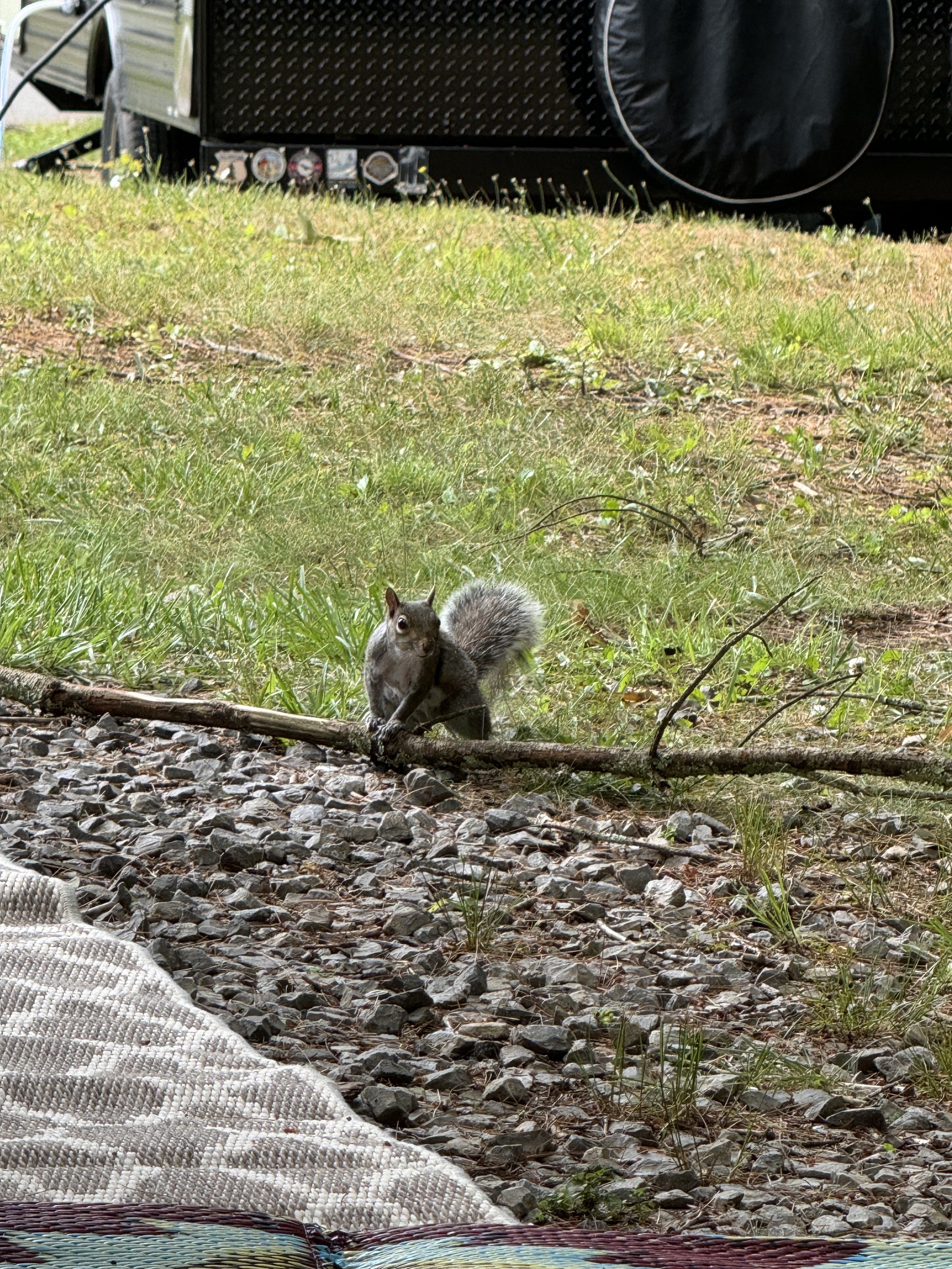 Squirrel