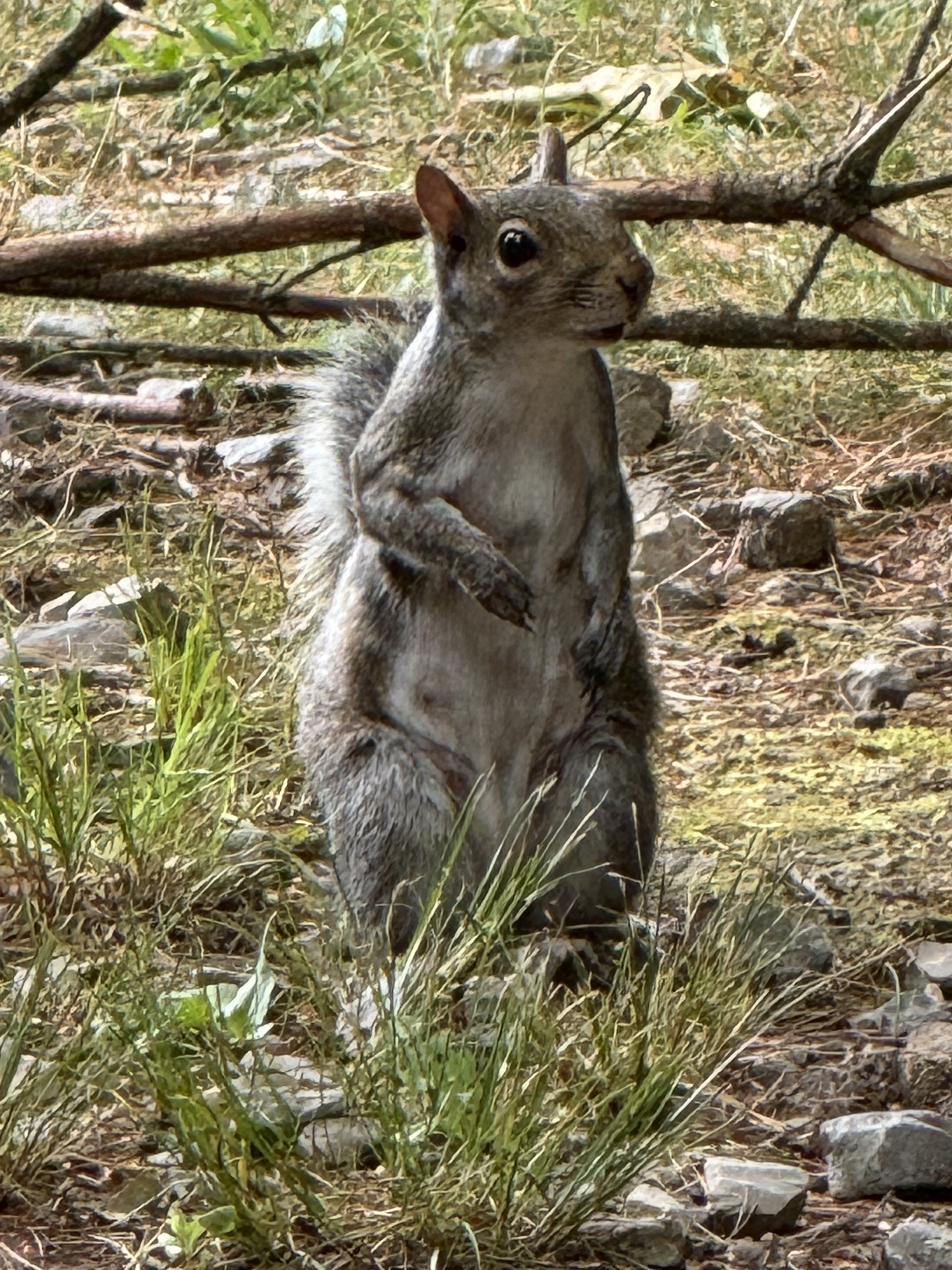 Squirrel