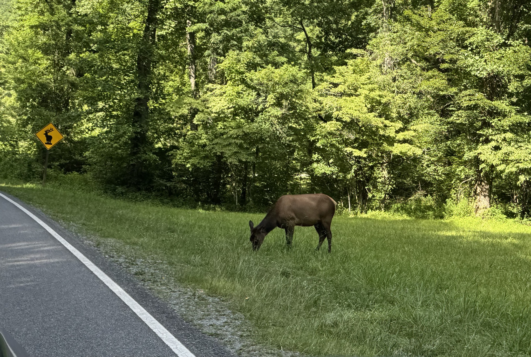 Elk in front of elk sign