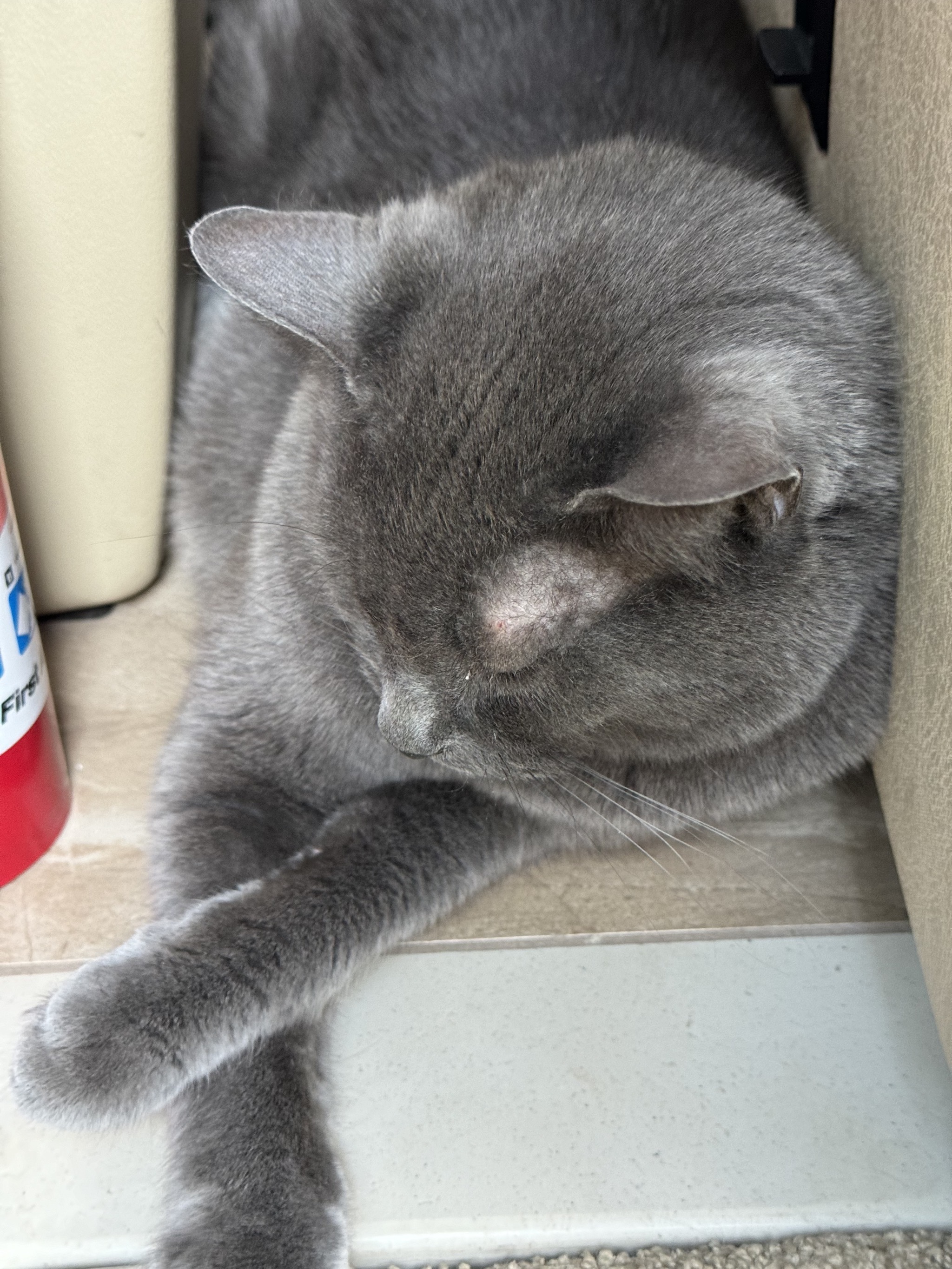 Paladin asleep