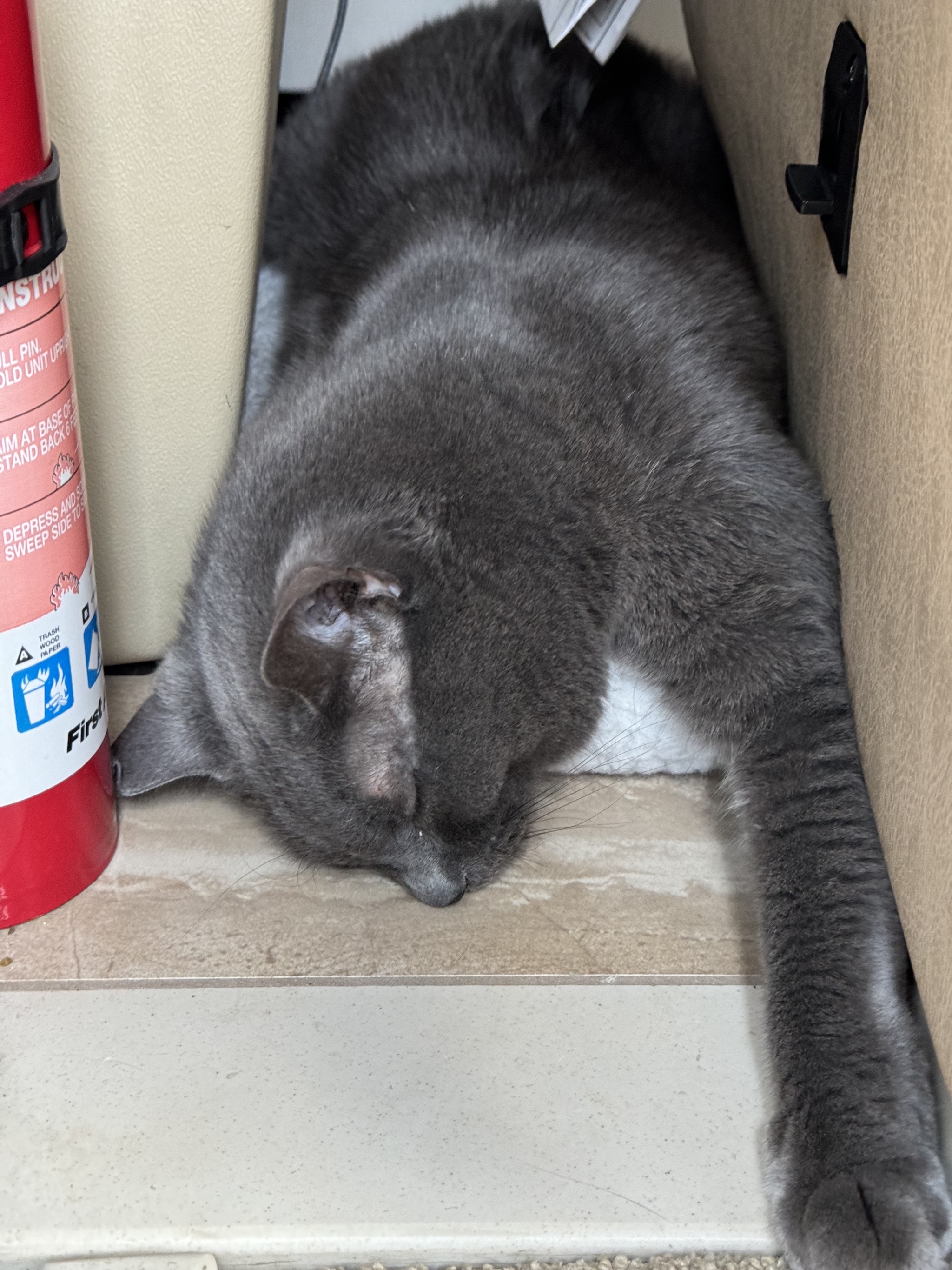 Paladin asleep