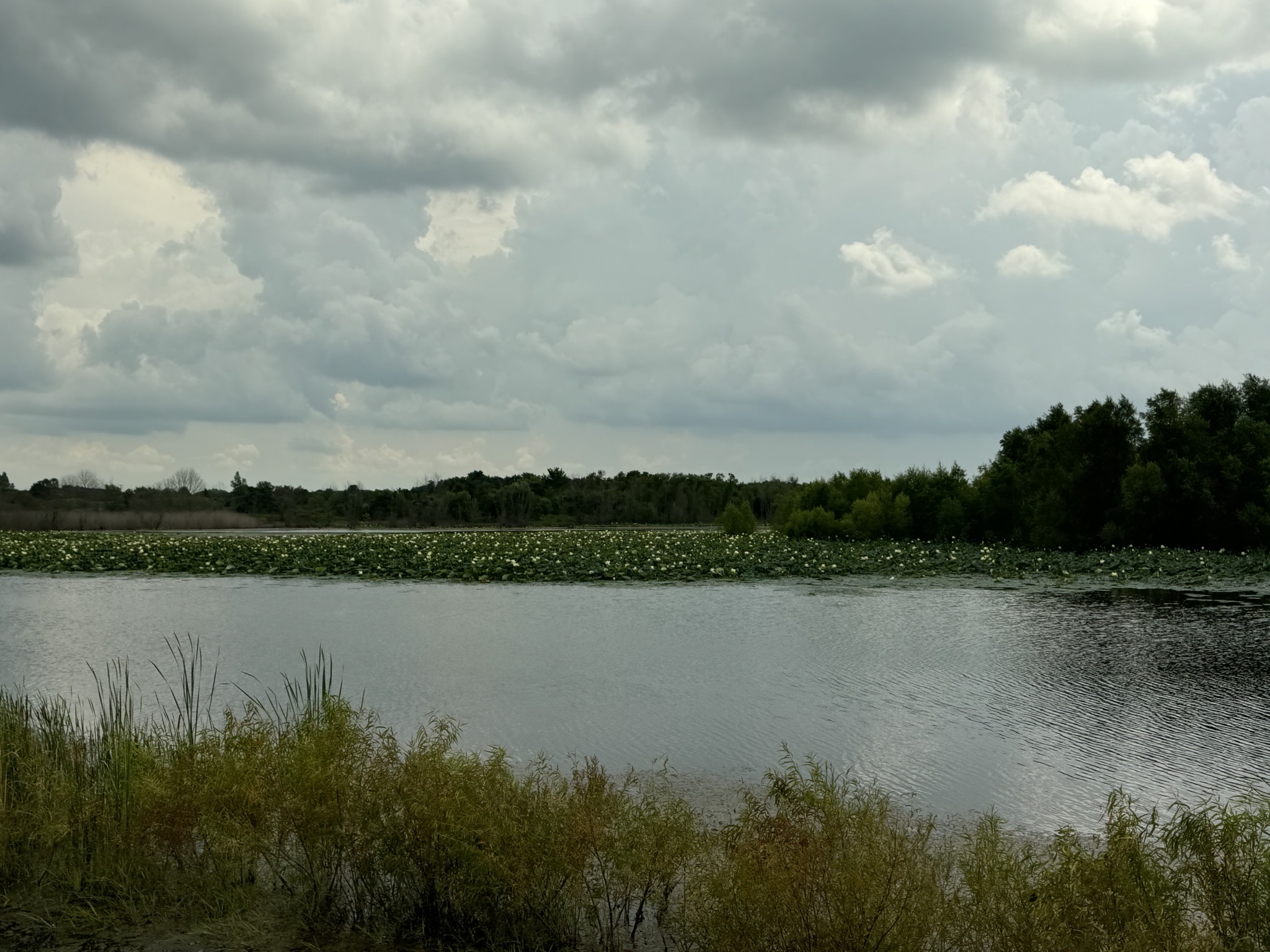 Pond with water lilies