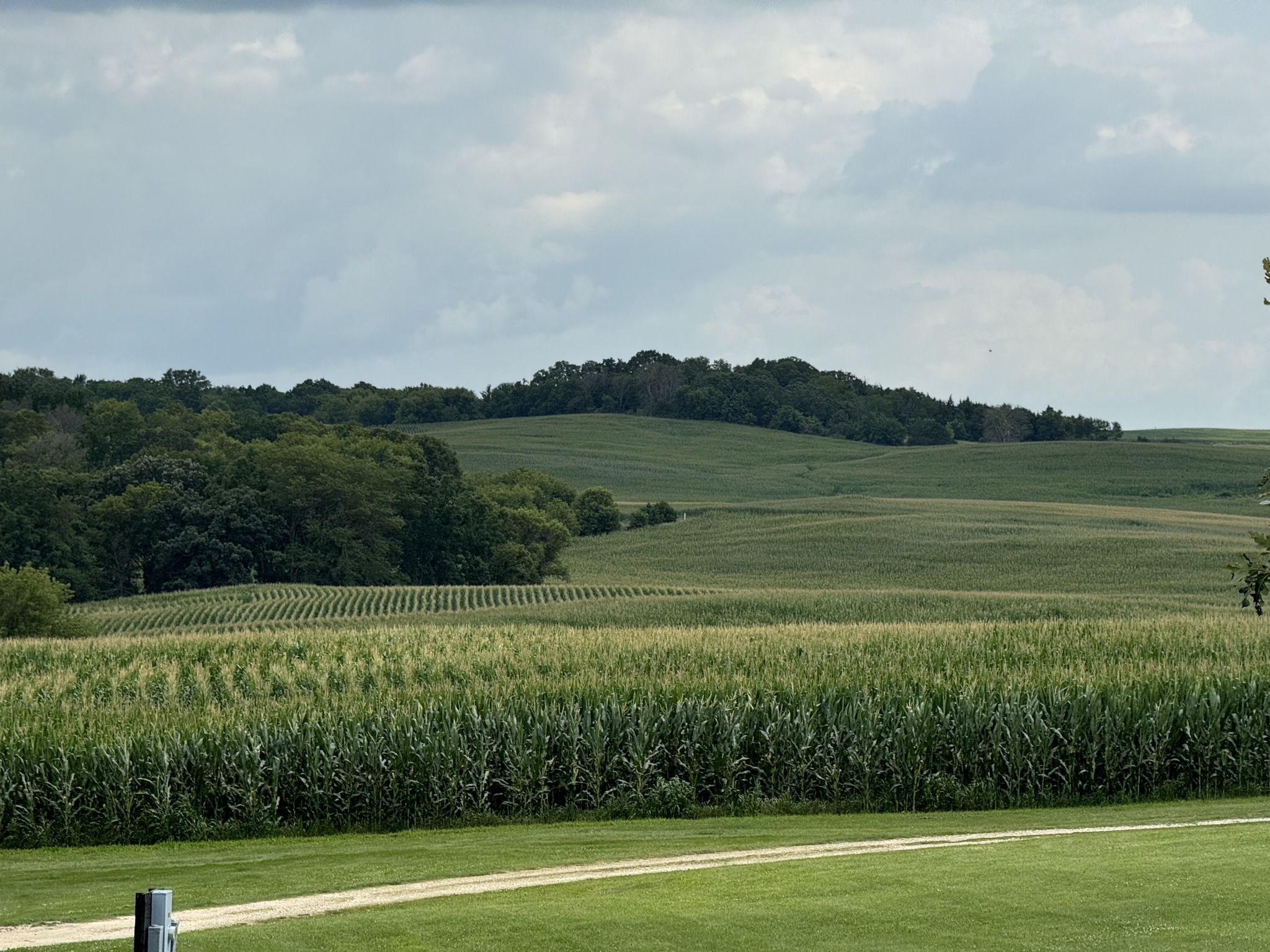 Corn