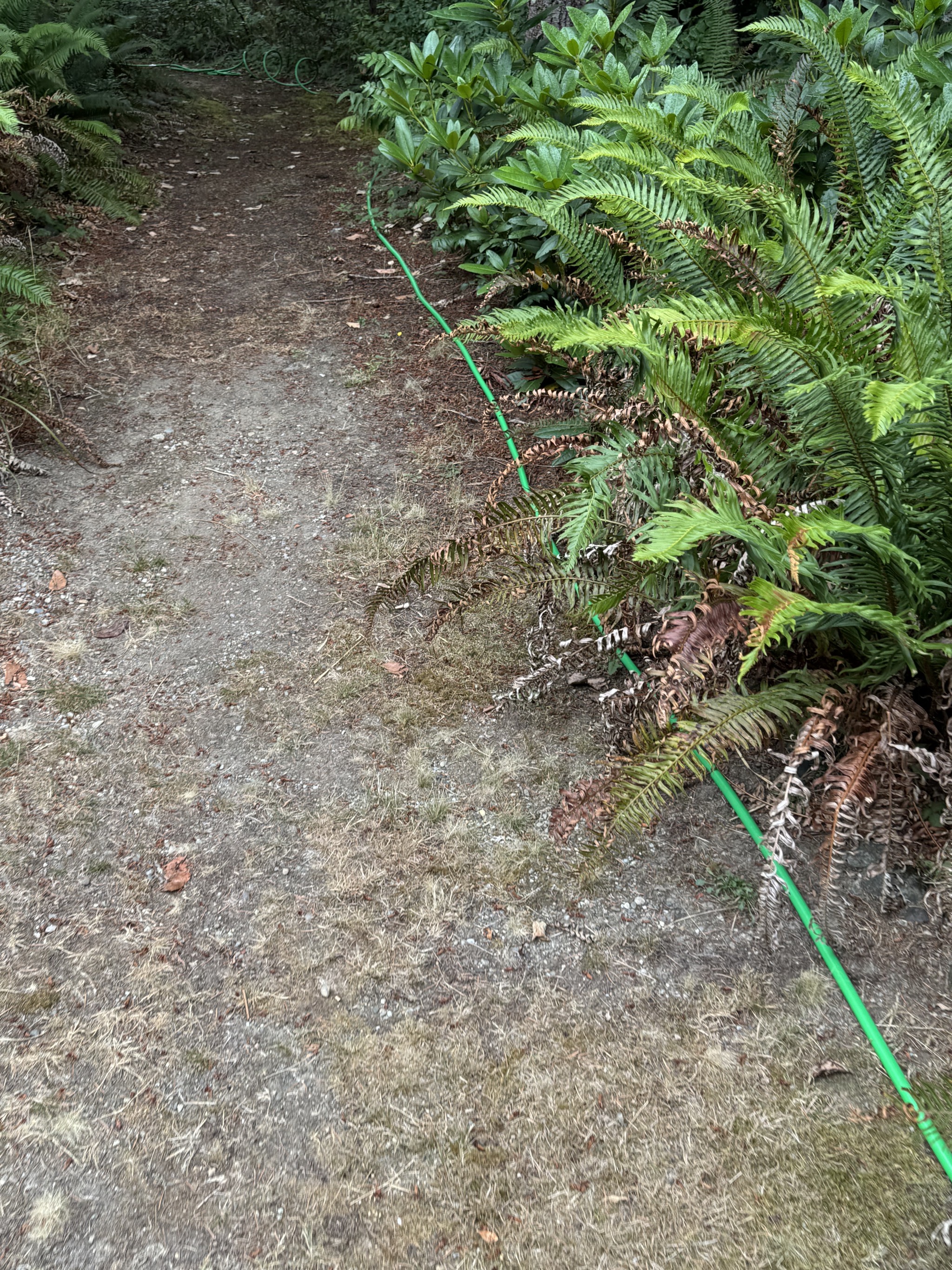 Hose