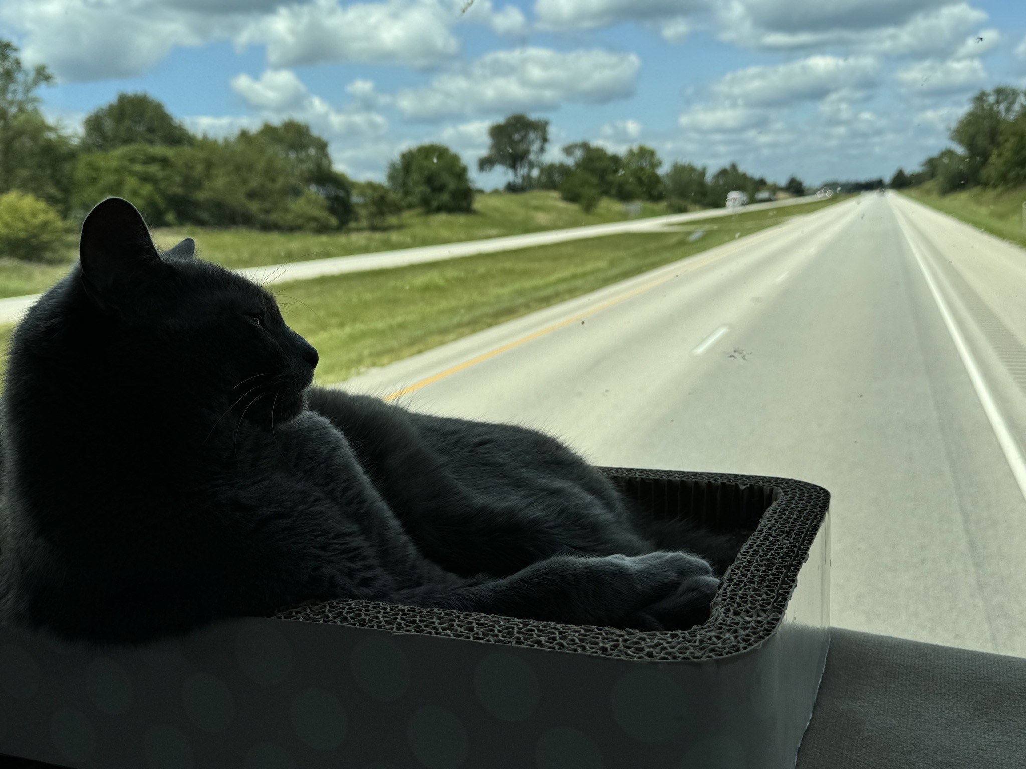 Paladin in his dash bed