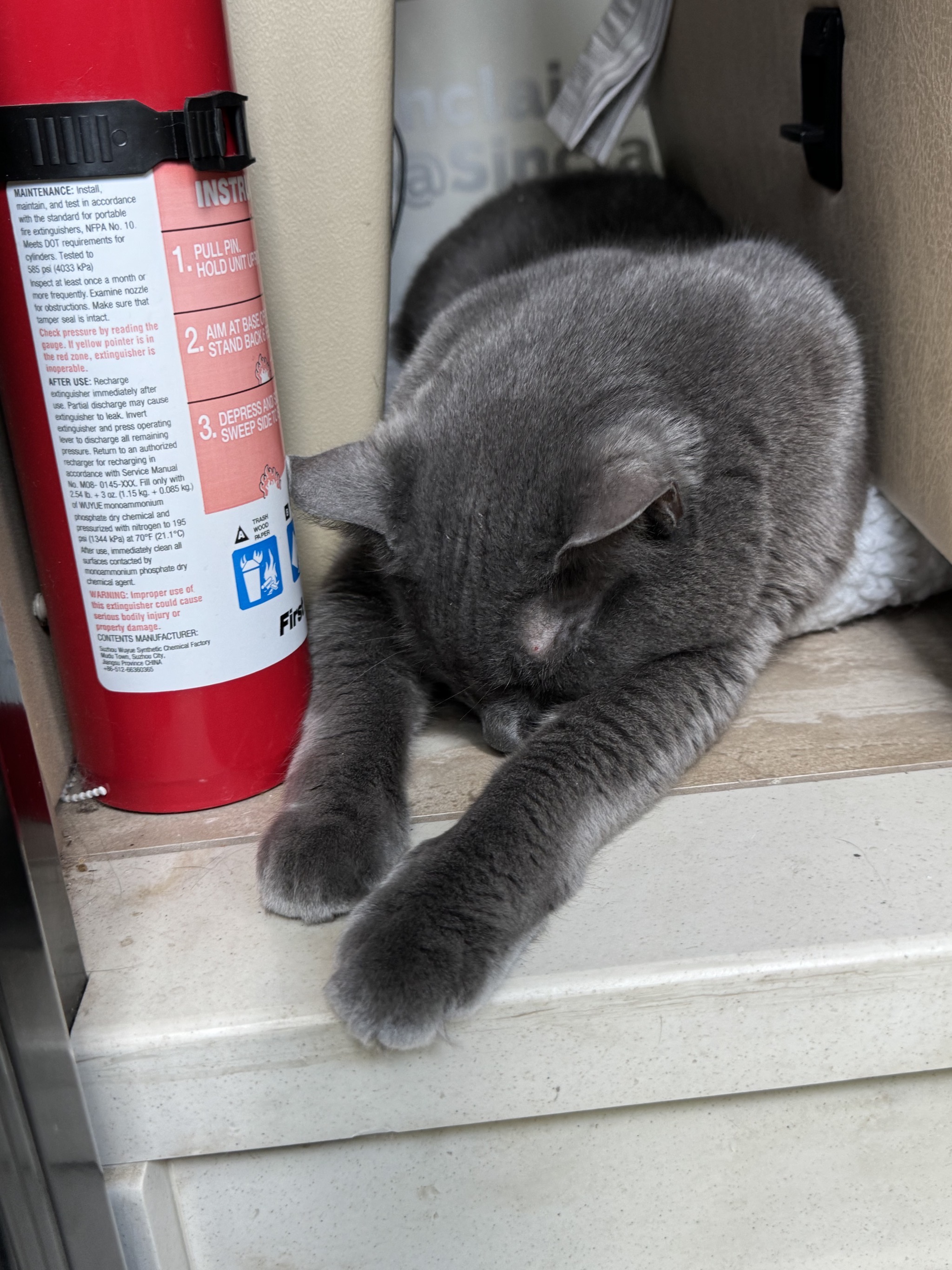 Paladin asleep